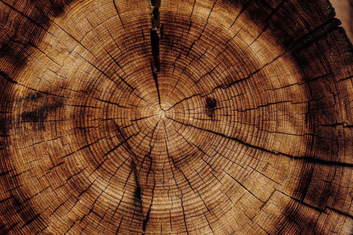 Baumscheibe, Jahresringe, Holz, Risse, Hintergrundbild