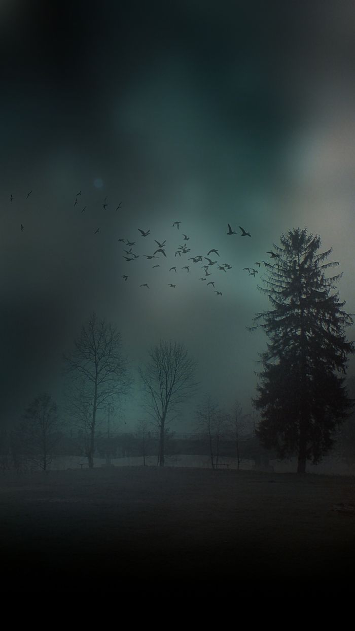 Nebel, Dunkler Wald, Krähen, Düster, Unheimlich, Hintergrundbild für iPhone und Android