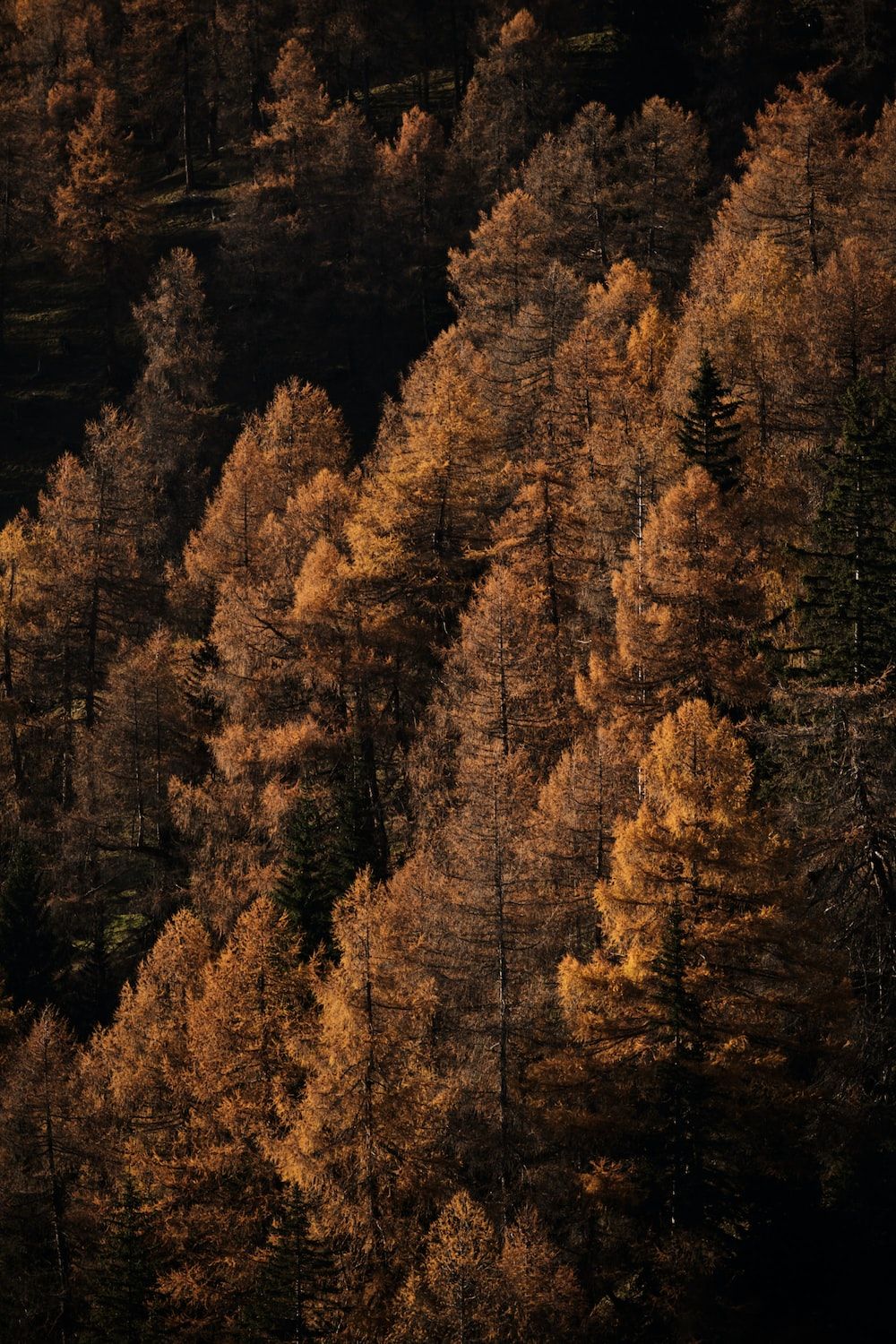 Herbstwald, Lärchen, Luftaufnahme, Hochformat, HD, Hintergrundbild fürs Handy
