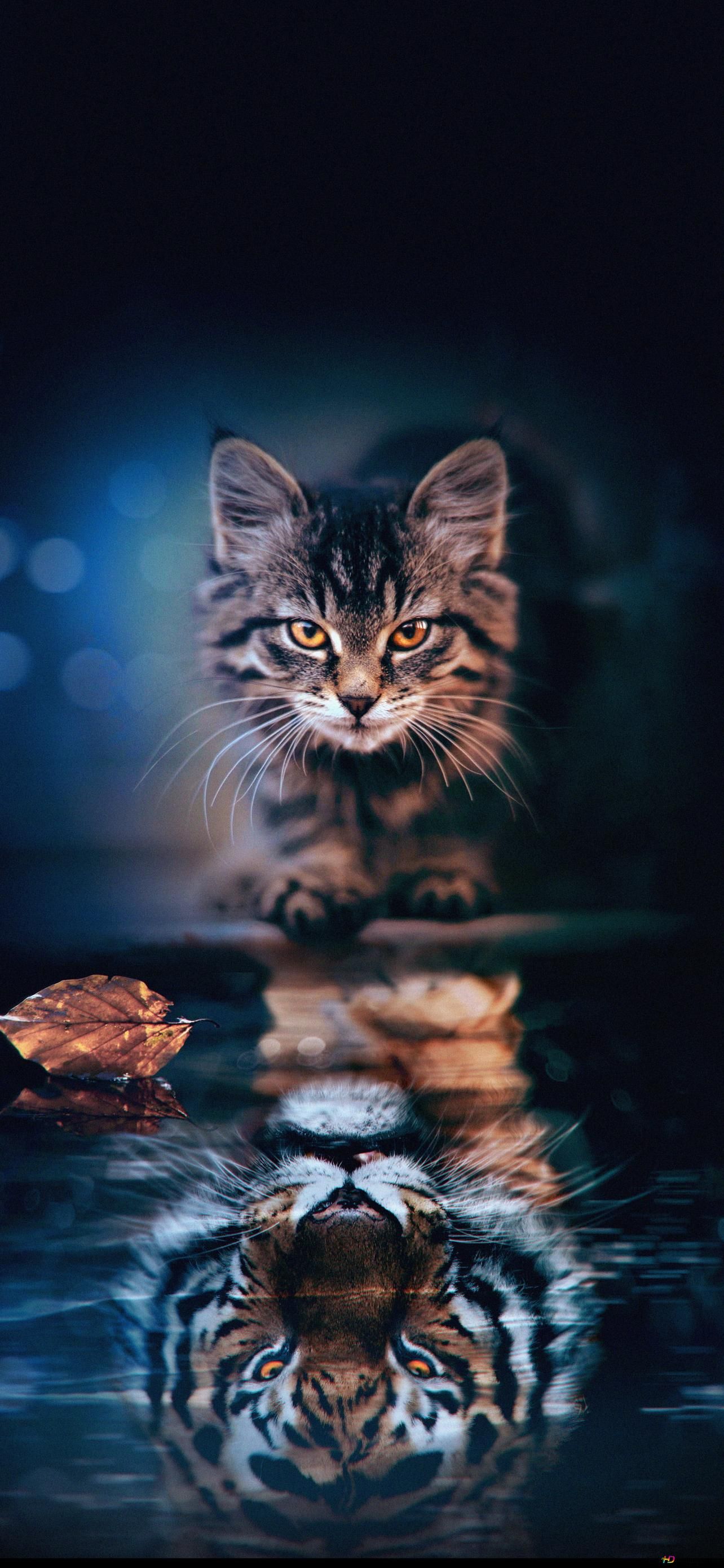 Katze, Tiger, Spiegelung, Fotomontage, Full HD, Hintergrundbild fürs Handy