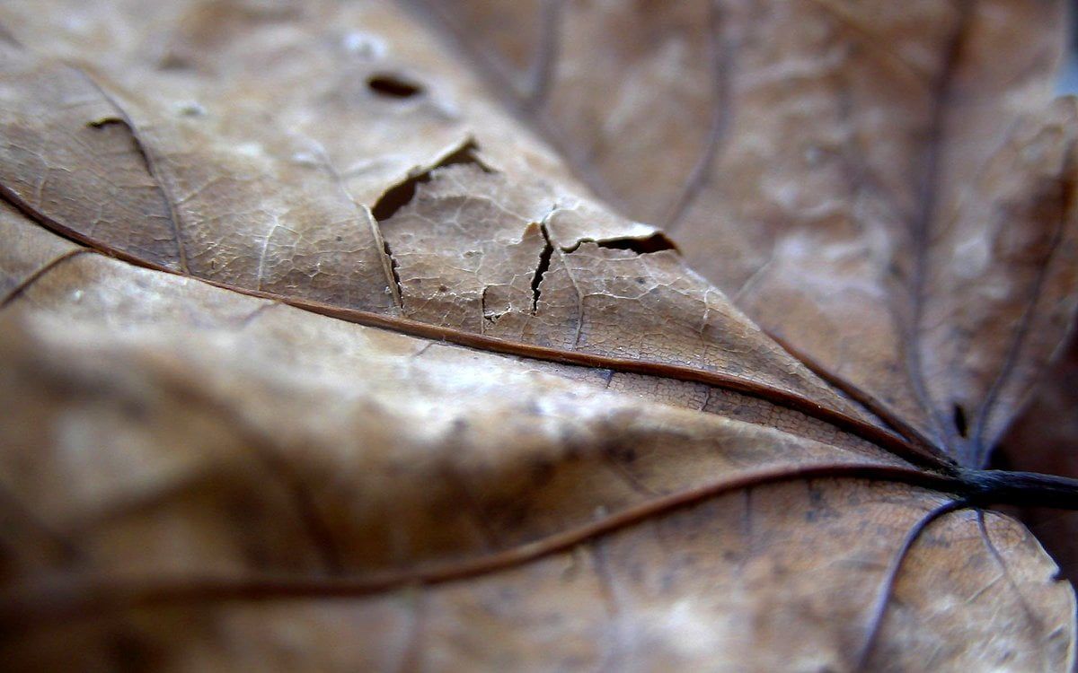 Trockenes Blatt, Blattadern, Makro, Herbst, Hintergrund
