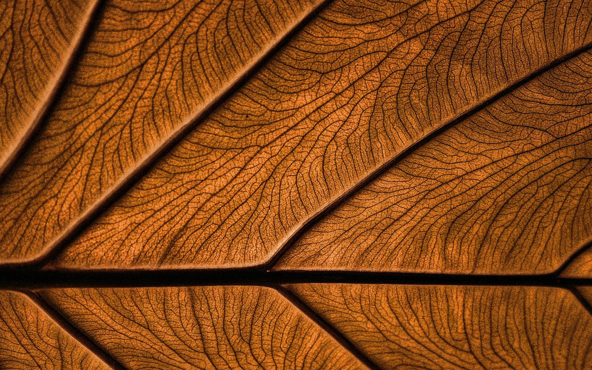 Blattadern, Makro, Kupfer, Textur, 16:10, Full-HD-Hintergrundbild für den Desktop