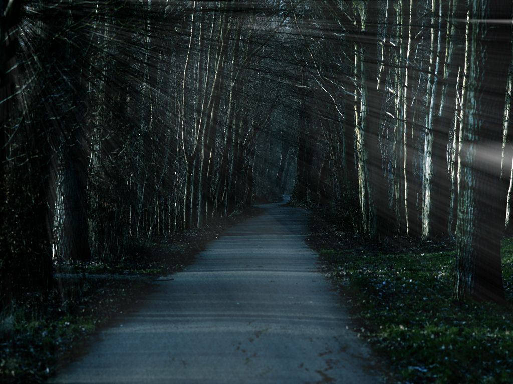 Dunkler Wald, Weg, Bäume, Düster, Lichteinfall, Hintergrundbild für iPad und Tablet