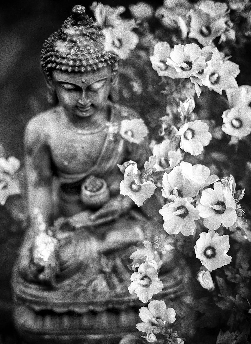 Buddha-Statue, Blüten, Schwarzweiß, Garten, Meditation, HD, Hintergrundbild fürs Tablet