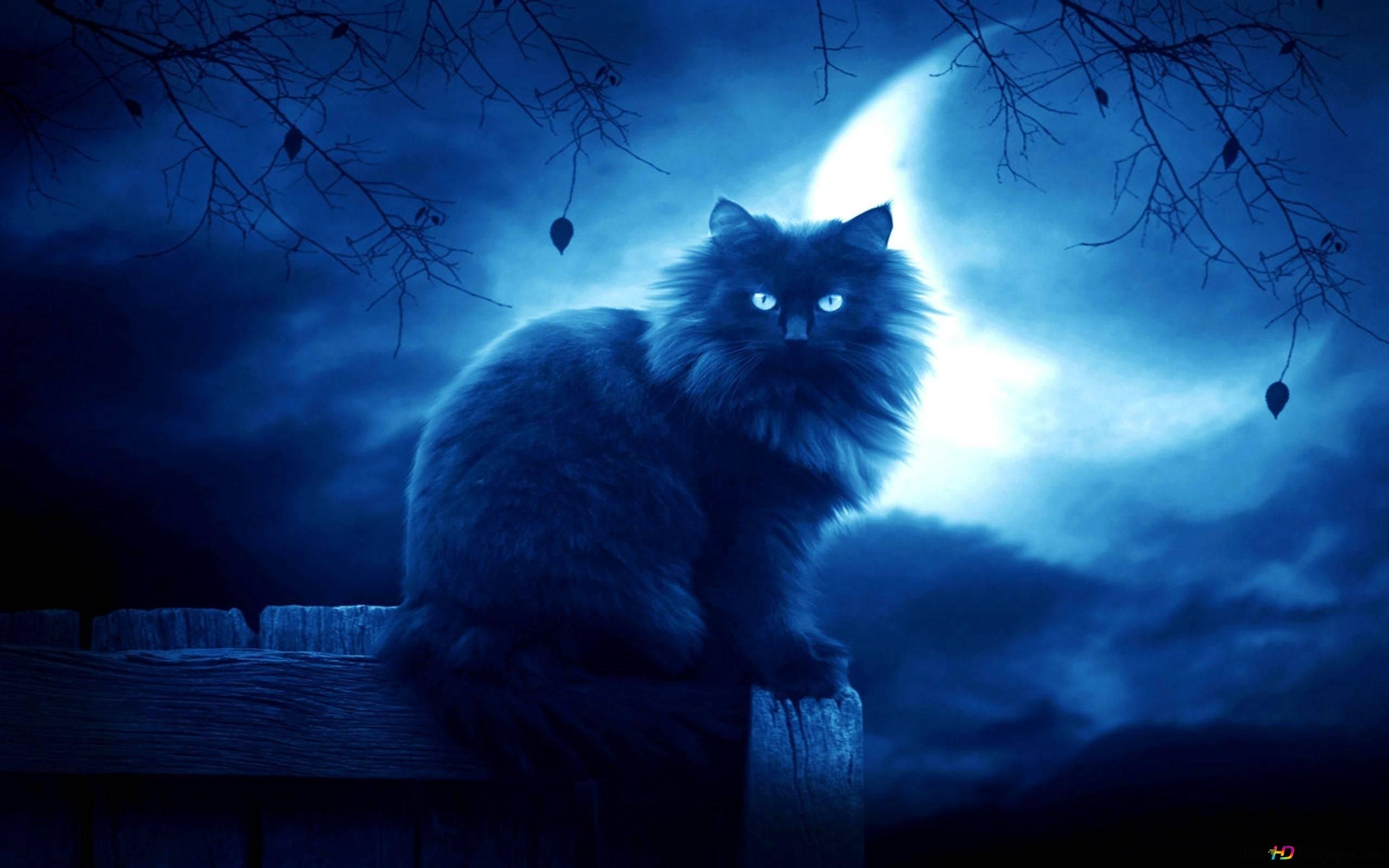 Schwarze Katze, Vollmond, Nacht, Blau, Gelbe Augen, 2K, Hintergrund für den Desktop