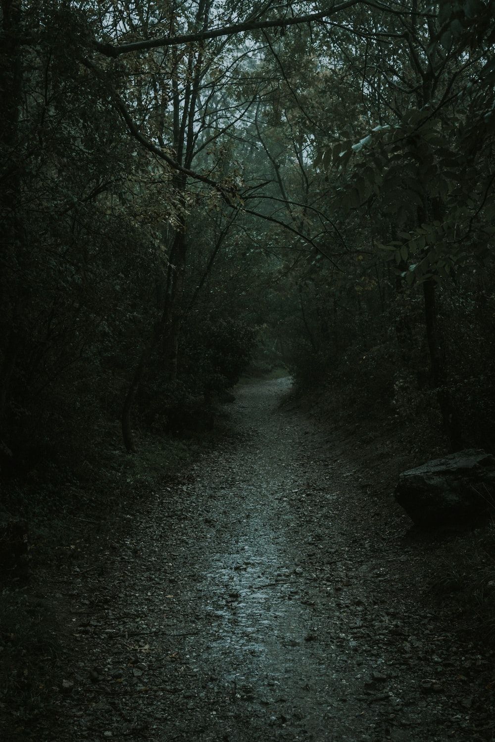 Dunkler Wald, Waldweg, Düster, Bäume, Unheimlich, HD, Sperrbildschirm fürs iPhone