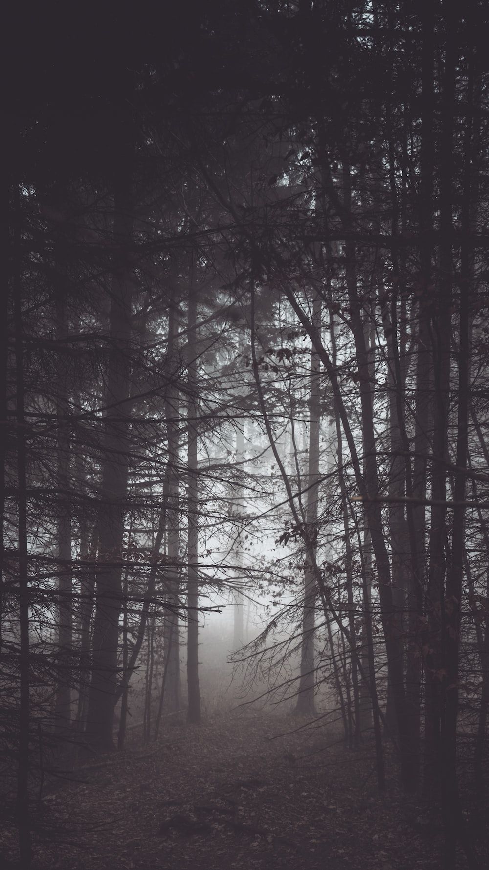 Dunkler Wald, Nebel, Bäume, Grau, Düster, HD, Handy-Hintergrund im Hochformat