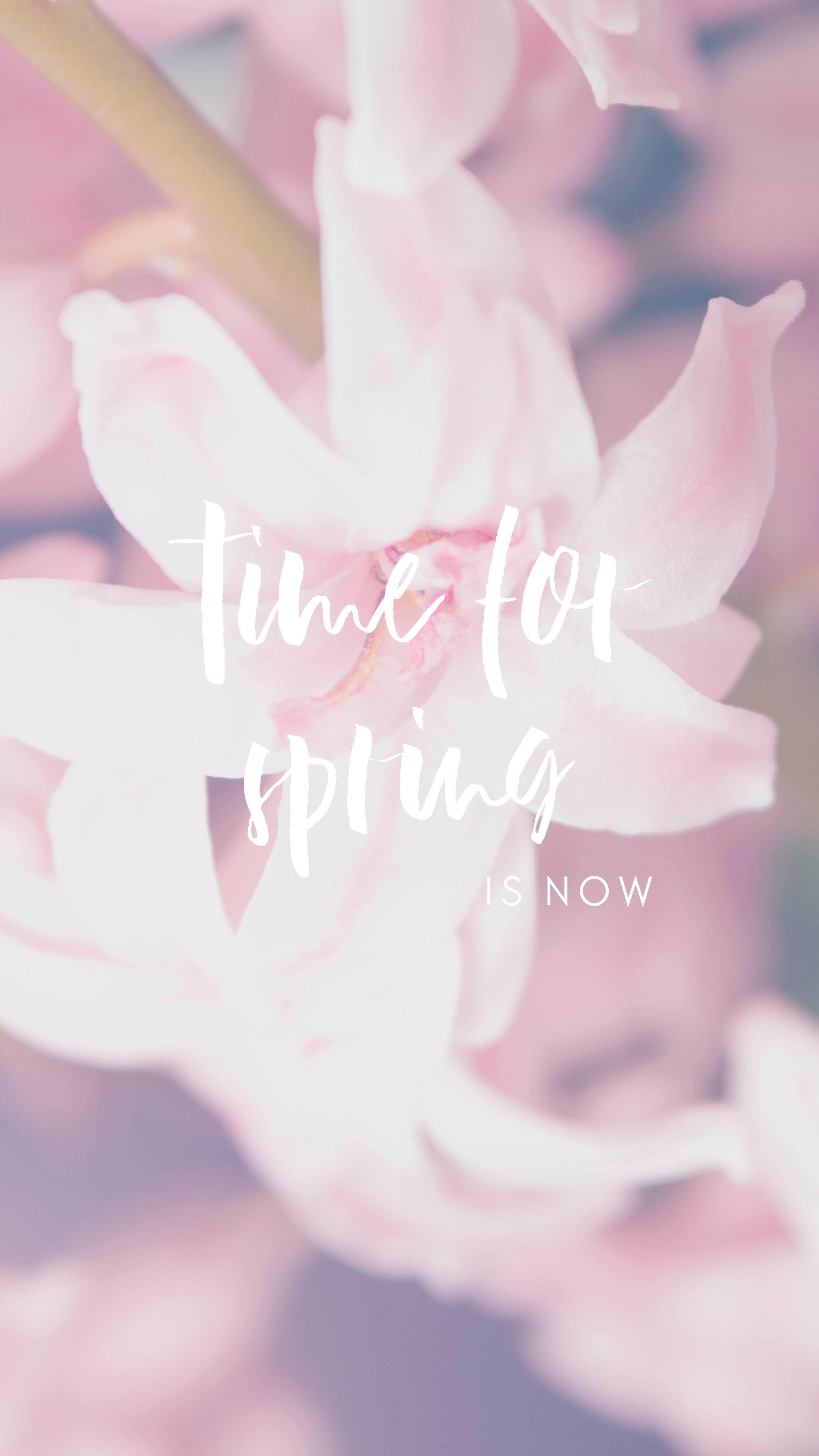 Time for Spring, Hyazinthe, Rosa Blüten, Frühling, Unschärfe, QHD+, Handy-Hintergrundbild