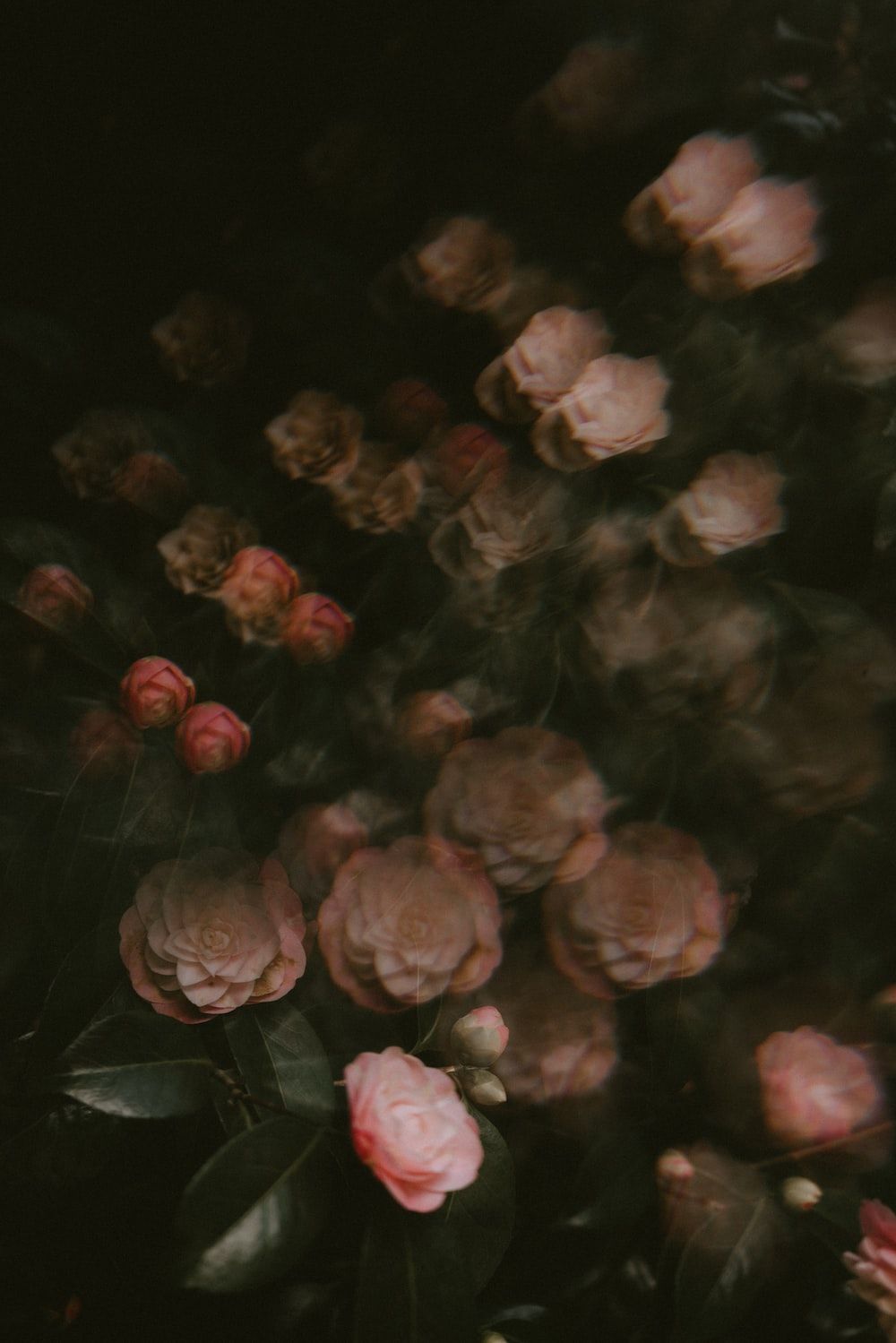 Rosen, Blumen, Dunkel, Rosa, Stillleben, HD, Hintergrundbild fürs Tablet