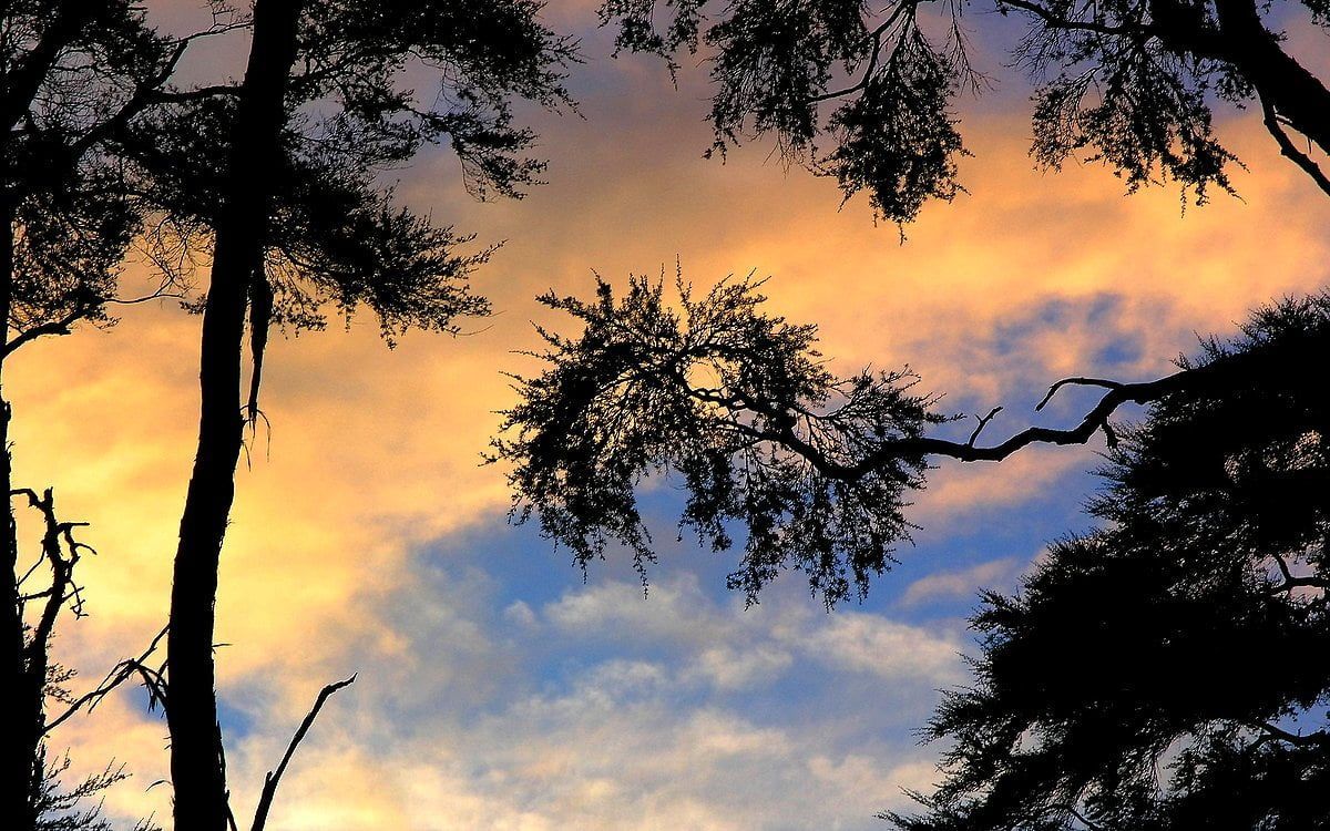 Baumsilhouette, Wolken, Sonnenuntergang, Orange, Blau, Hintergrundbild
