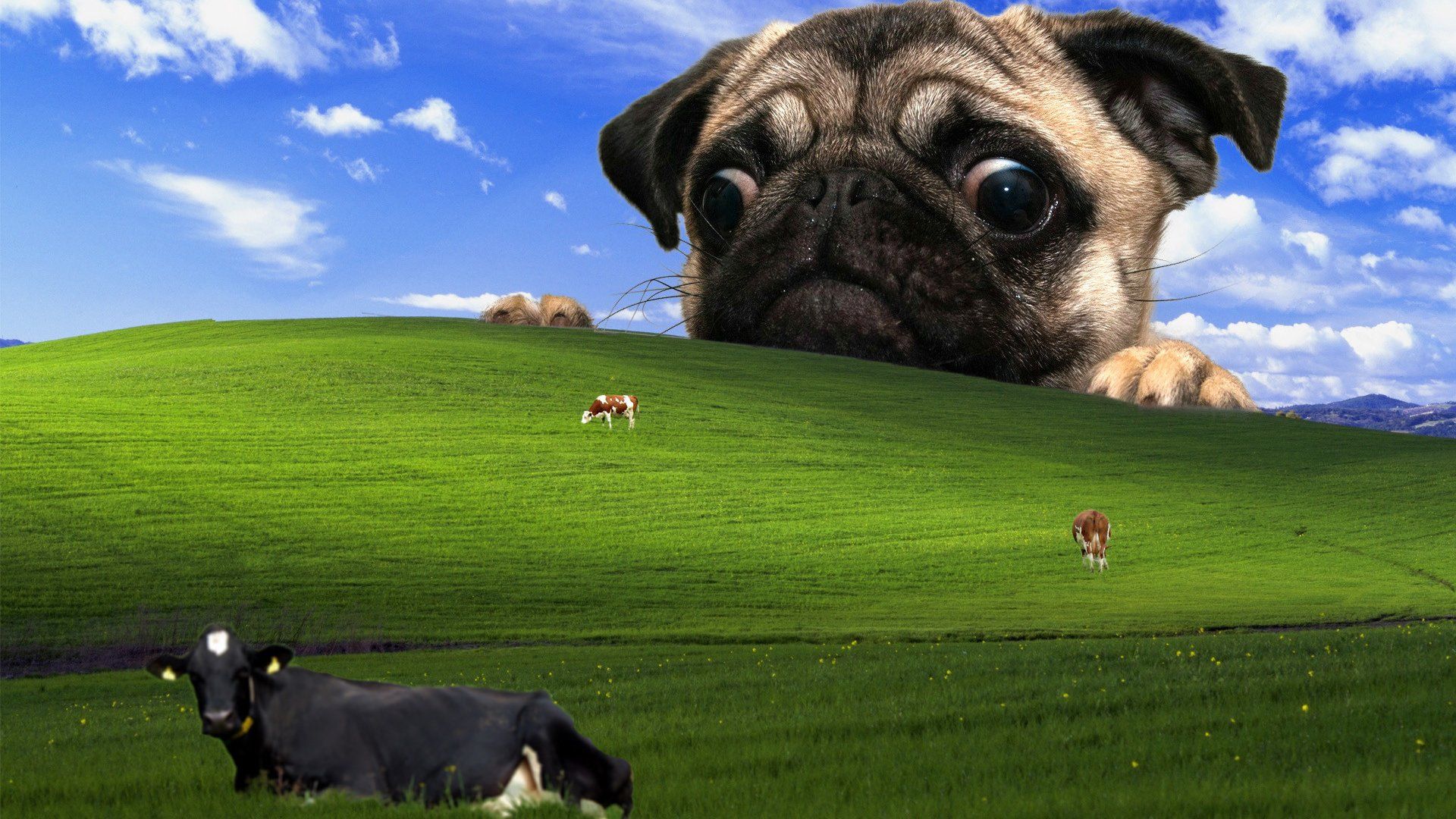 Bliss, Windows XP, Mops, Kühe, Grüne Wiese, Parodie, 1920x1080, Full-HD-Hintergrundbild für PC