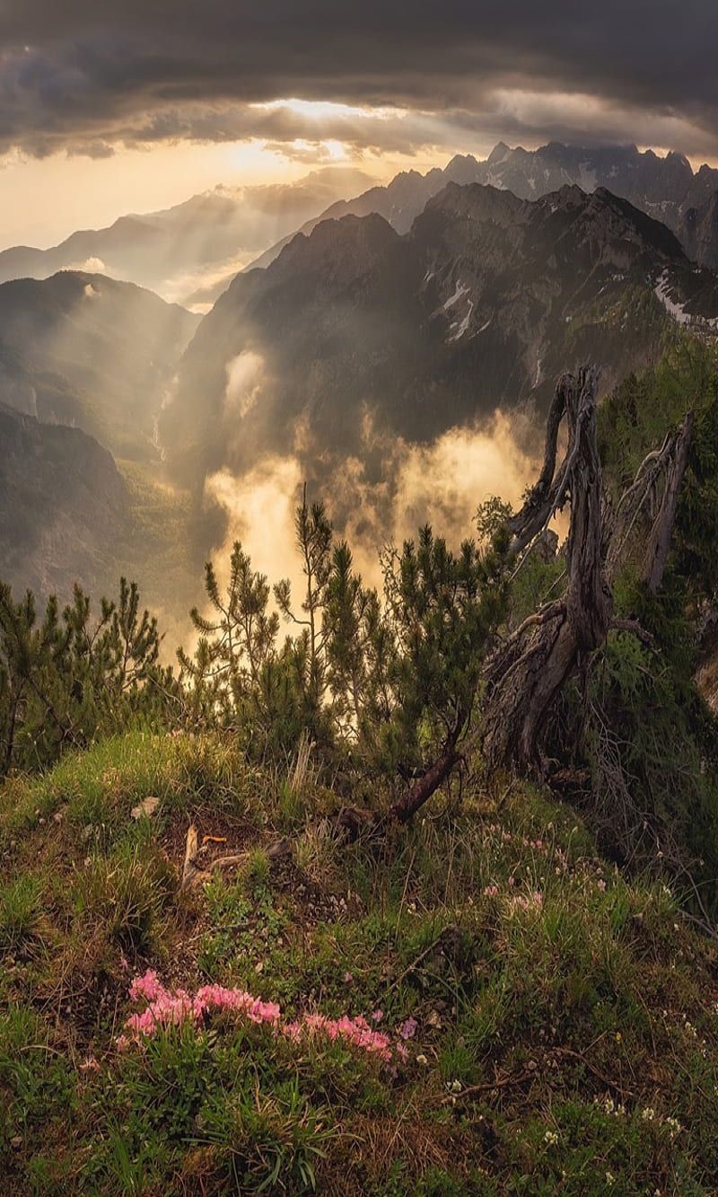 Berge, Nebel, Wald, Wolken, Morgenlicht, HD, Hintergrundbild fürs Handy