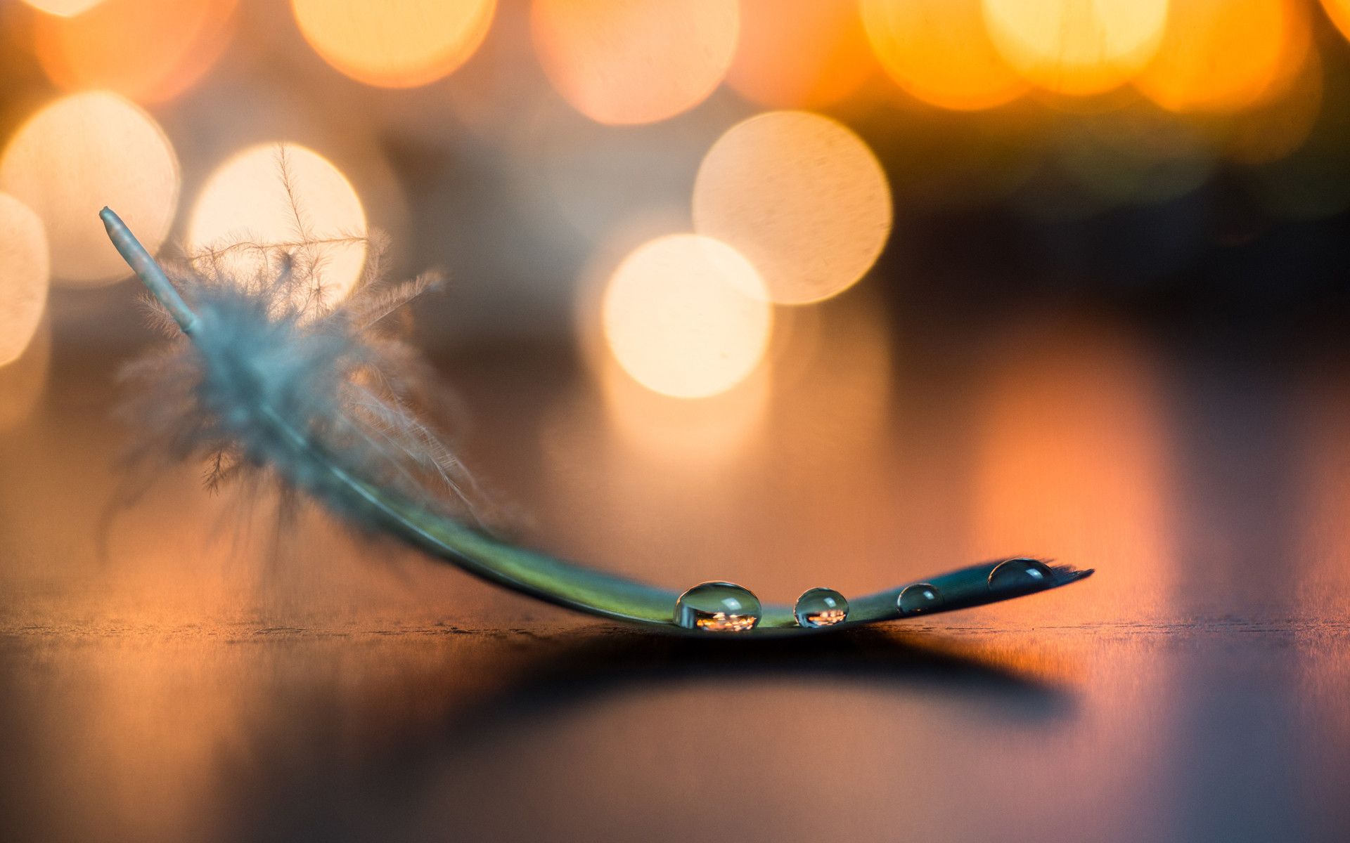 Feder, Wassertropfen, Bokeh, Makro, Warmes Licht, 16:10, Full-HD-Hintergrundbild für den Desktop