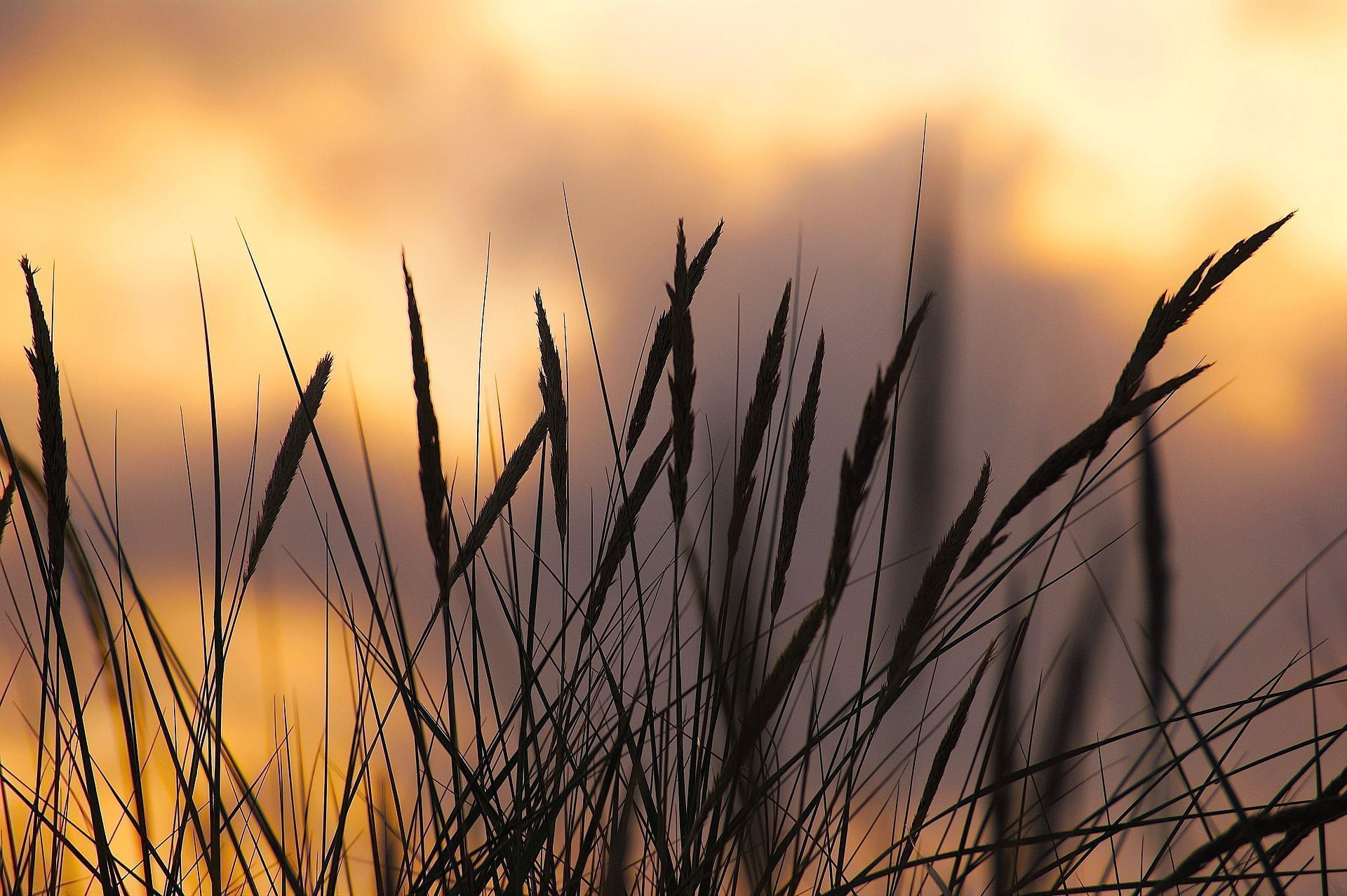 Gräser, Silhouette, Sonnenuntergang, Nahaufnahme, Warme Farben, Full HD, Desktop-Hintergrund