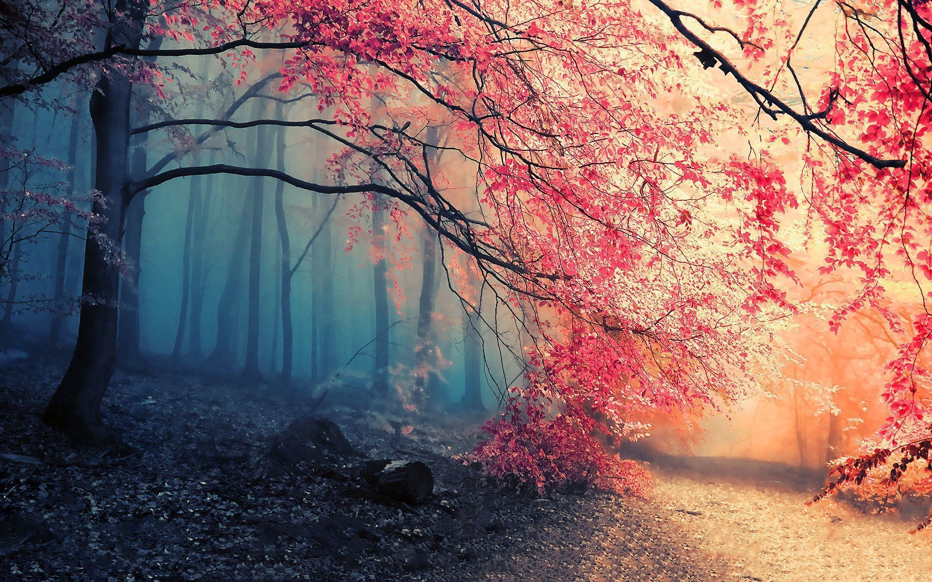 Wald, Herbst, Rosa Laub, Nebel, Weg, 16:10, Full-HD-Hintergrundbild für den Desktop