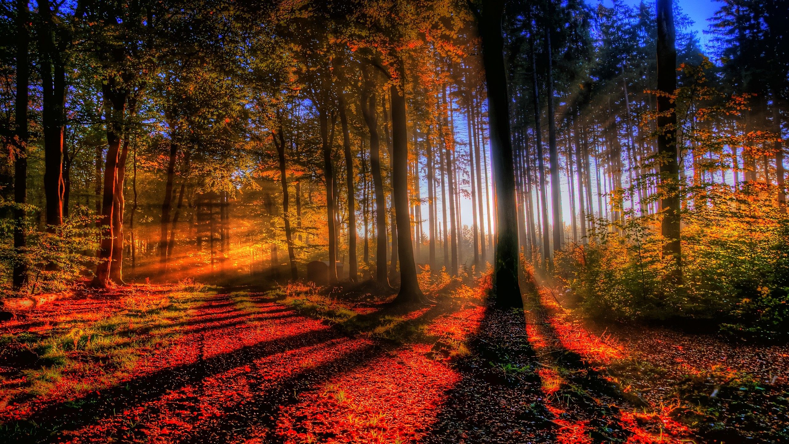Herbstwald, Sonnenstrahlen, Laub, Orange, Bäume, 2K, Desktop-Hintergrund für Windows