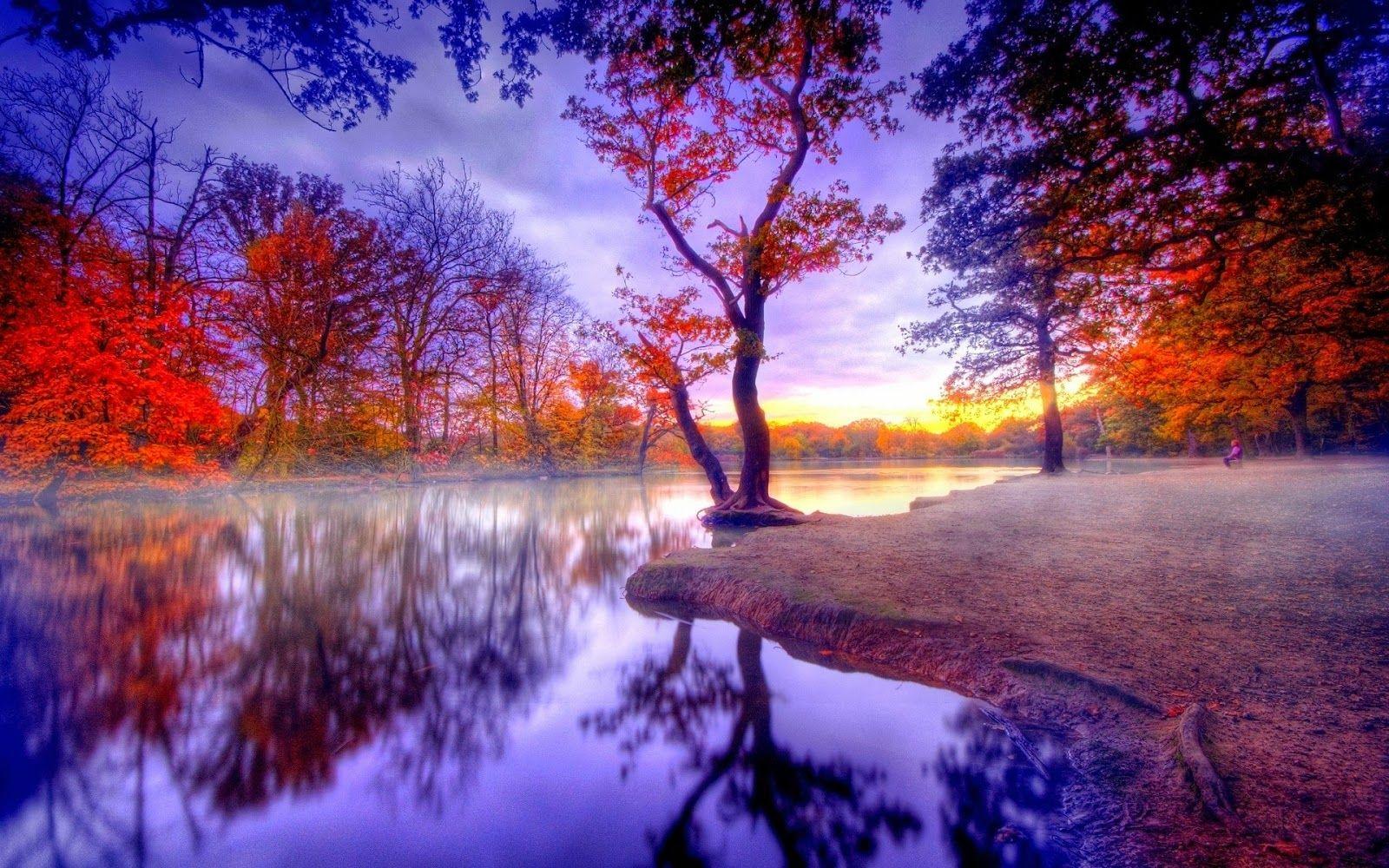 Bäume, Rotes Laub, Spiegelung, Lila, Surreal, Nebel, HD, Hintergrundbild für den PC