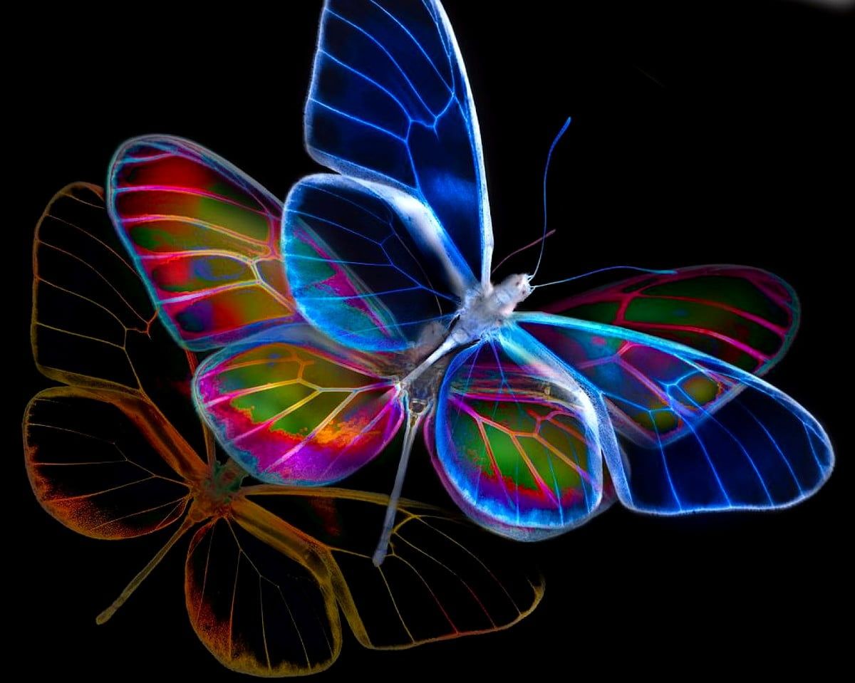 Schmetterlinge, Neonlinien, Schwarzer Hintergrund, Leuchtend, Regenbogenfarben, Wallpaper