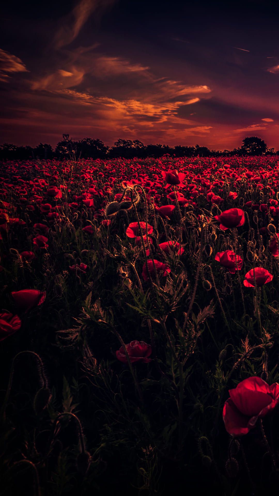 Mohnfeld, Rote Blumen, Abendhimmel, Dunkel, Sonnenuntergang, Android-Hintergrundbild