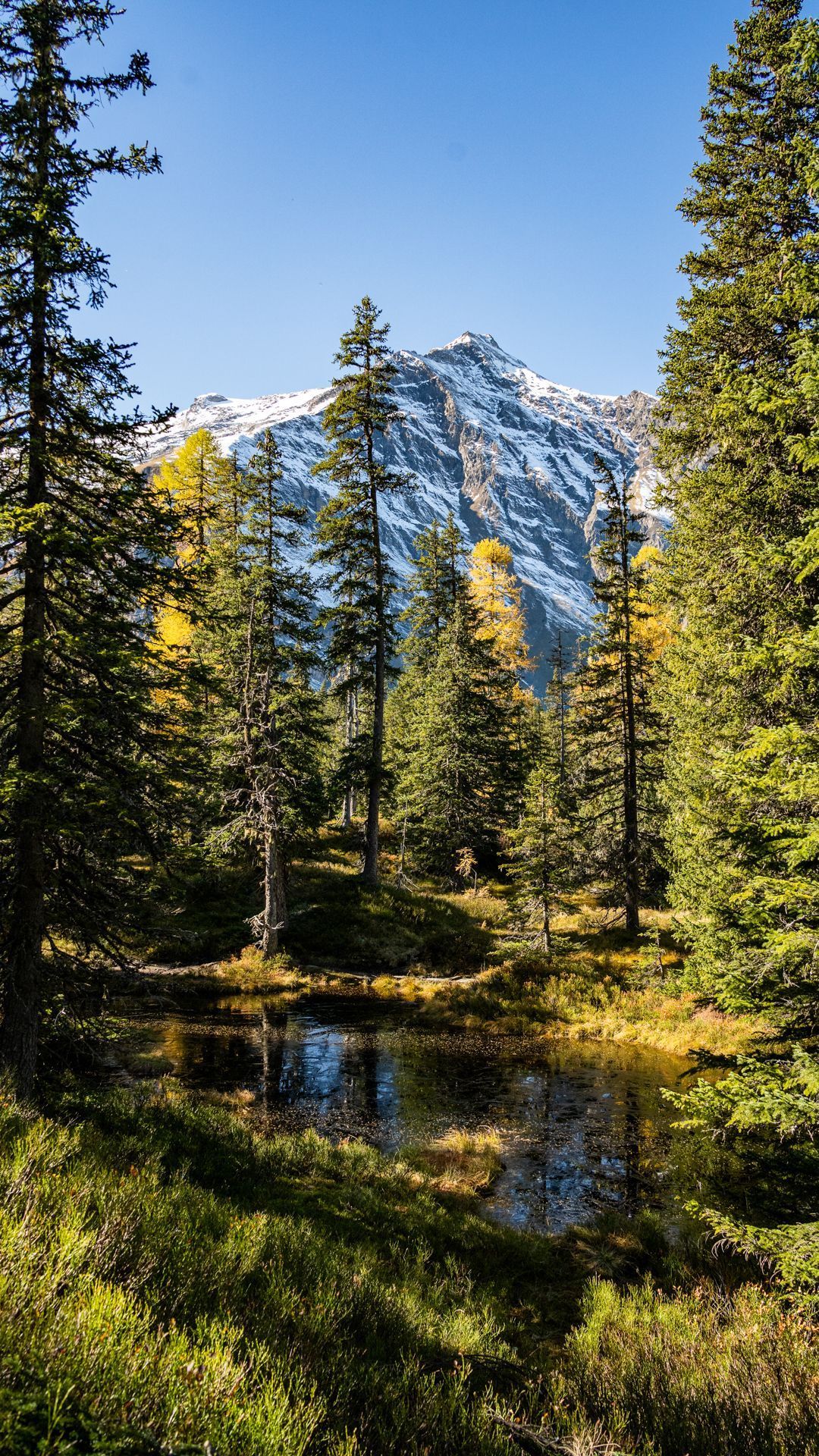 Nadelwald, Berge, Bach, Herbst, Landschaft, Full HD, Handy-Hintergrund im Hochformat