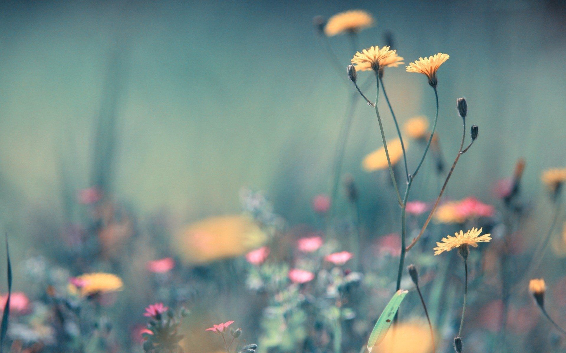 Wildblumen, Gelbe Blüten, Wiese, Bokeh, Sanfte Farben, 16:10, Full-HD-Hintergrundbild für den Desktop