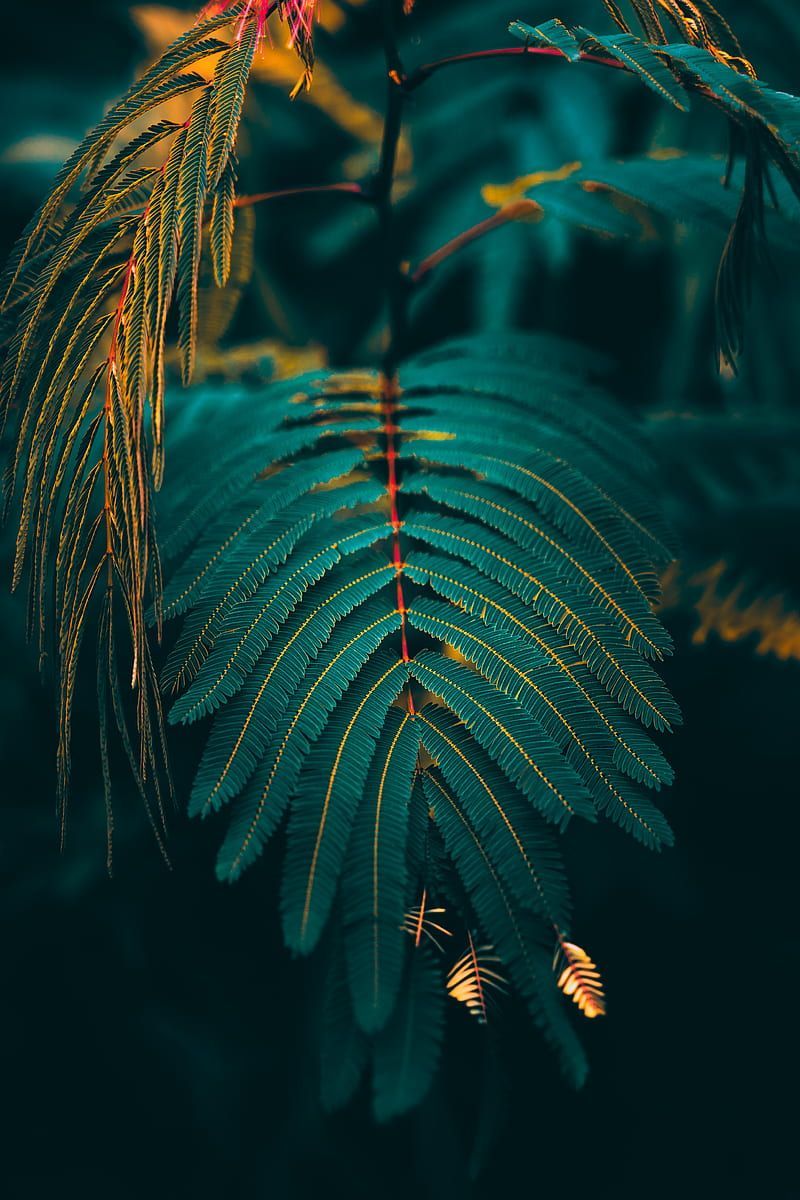 Palmblatt, Grün, Dunkel, Pflanzen, Nahaufnahme, HD, Handy-Hintergrund im Hochformat