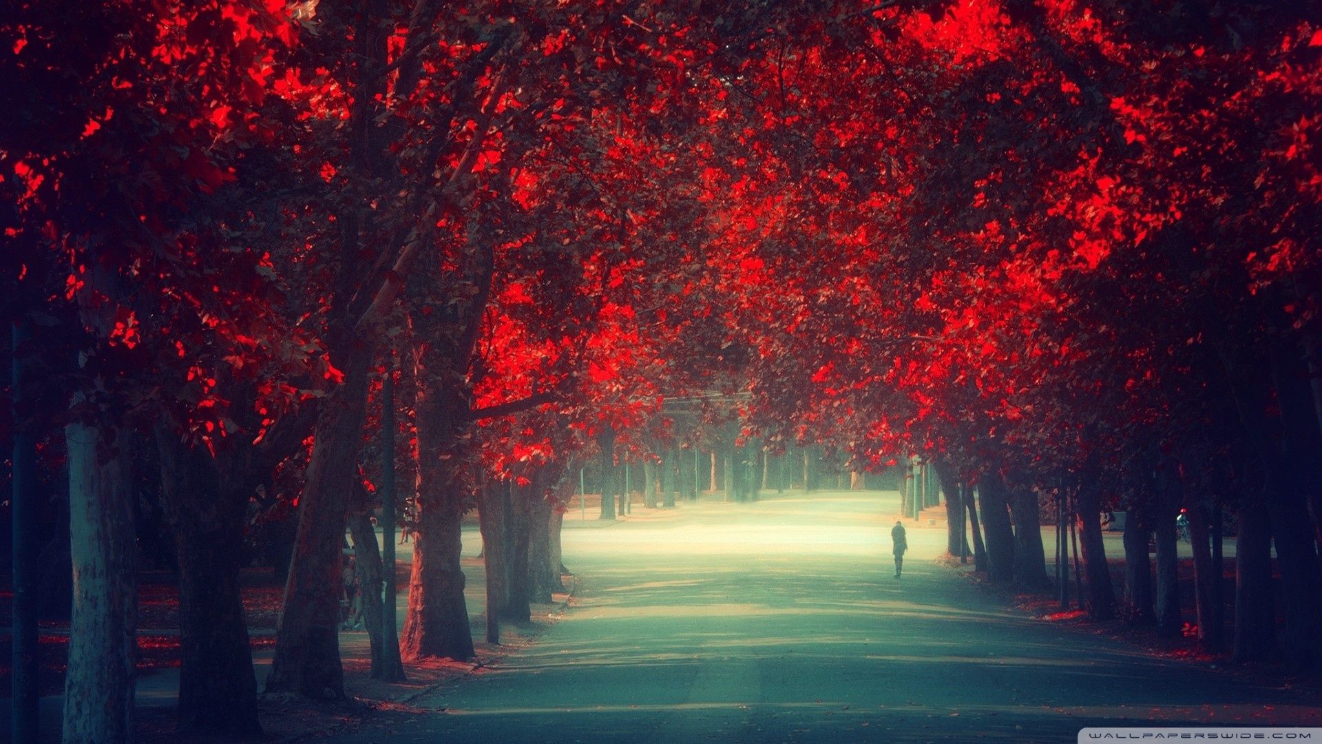 Allee, Rote Bäume, Spaziergänger, Herbst, Weg, Full HD 1080p, Desktop-Hintergrundbild