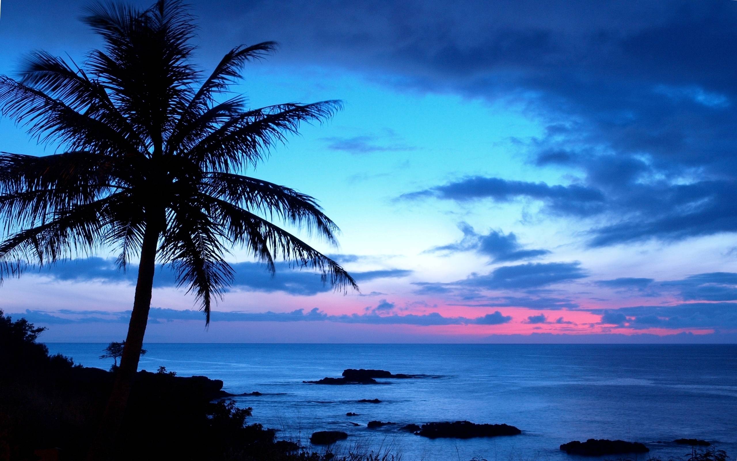 Palme, Meer, Dämmerung, Küste, Blau, 2K, Desktop-Hintergrund für Windows