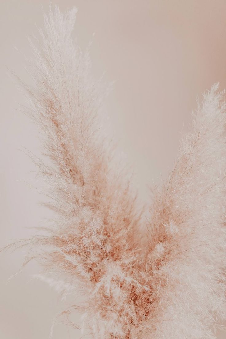 Pampasgras, Nude-Töne, Trockenblumen, Boho, HD, Hintergrundbild fürs Handy