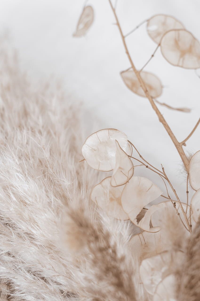Pampasgras, Silberblatt, Trockenblumen, Boho, HD, Handy-Hintergrund im Hochformat