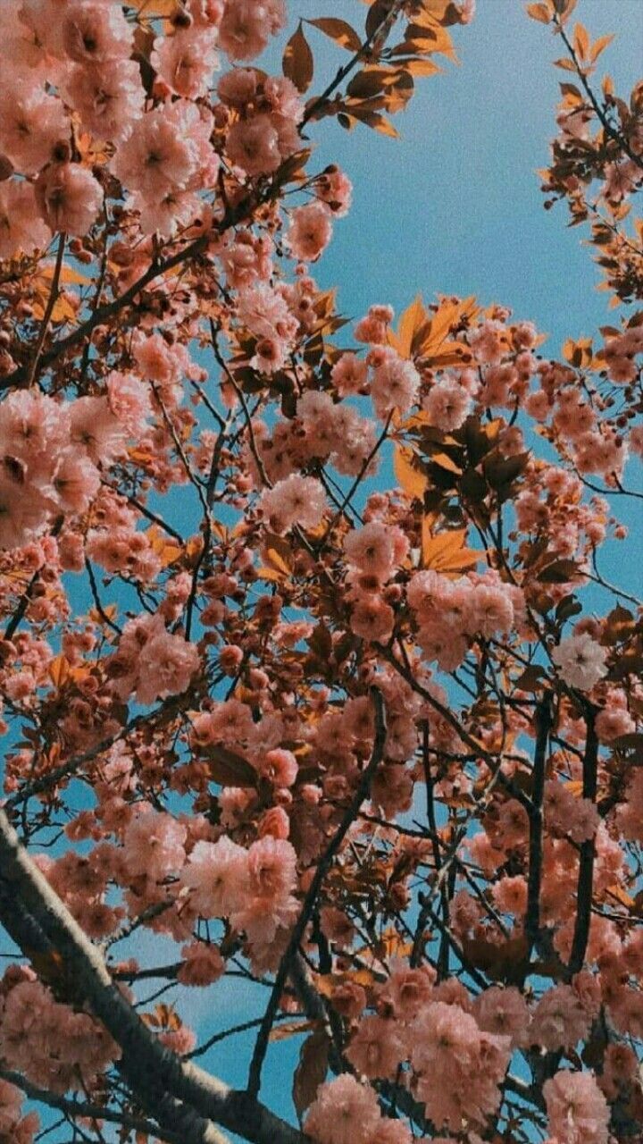 Kirschblüten, Baumkrone, Blauer Himmel, Froschperspektive, Vintage, HD, Handy-Hintergrund