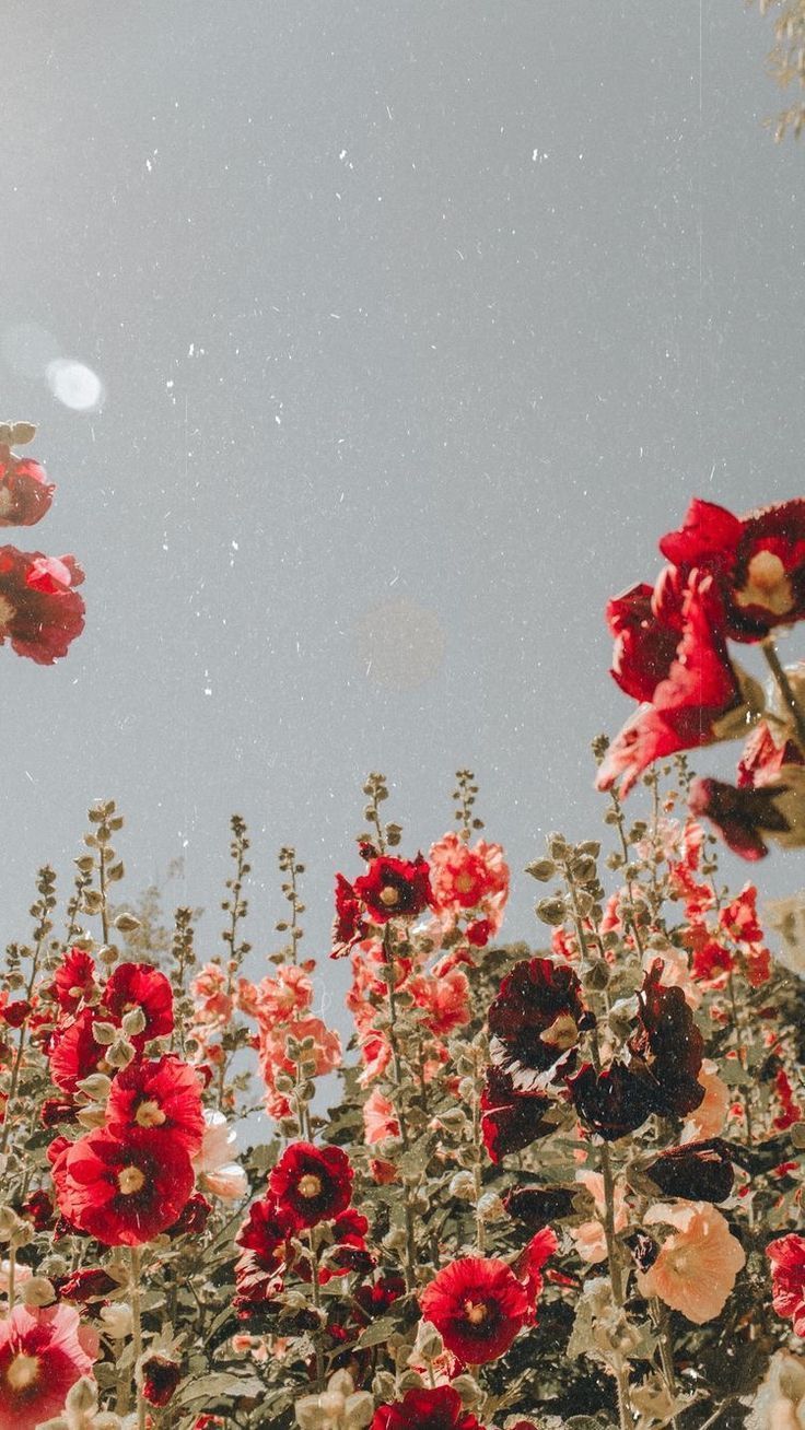 Mohnblumen, Rote Blüten, Grauer Himmel, Wiese, Ästhetik, HD, iPhone-Hintergrundbild