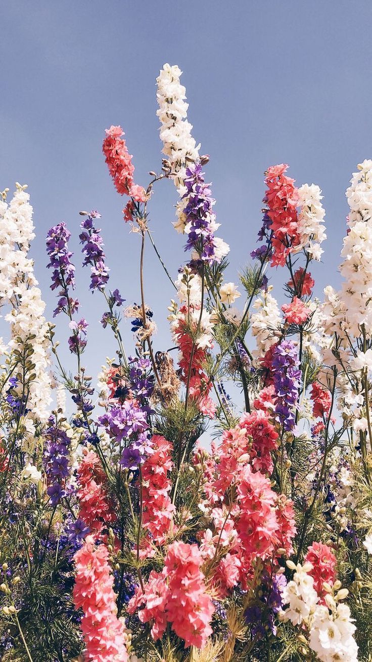 Rittersporn, Bunte Blüten, Blumengarten, Himmel, Sommer, HD, Handy-Hintergrundbild