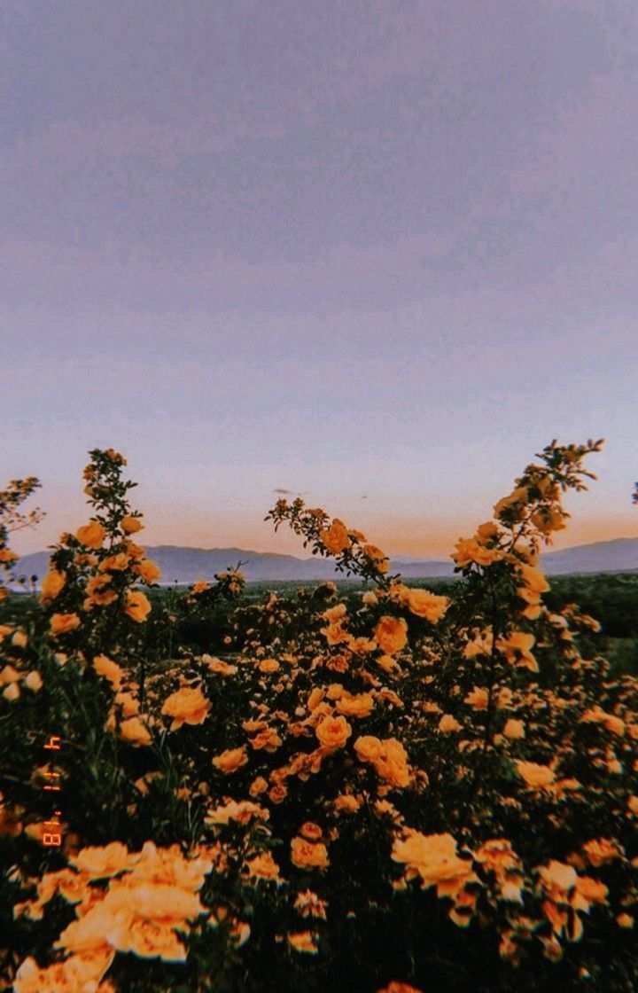 Blumenfeld, Gelbe Blüten, Abendhimmel, Hügel, Landschaft, HD, Handy-Hintergrund