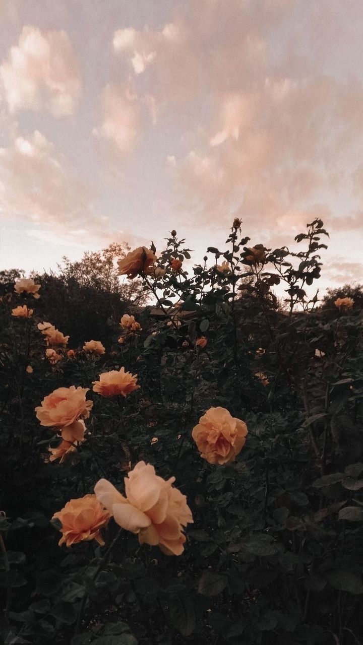 Rosen, Rosenstrauch, Abendhimmel, Dunkle Stimmung, Wolken, HD, Handy-Hintergrund
