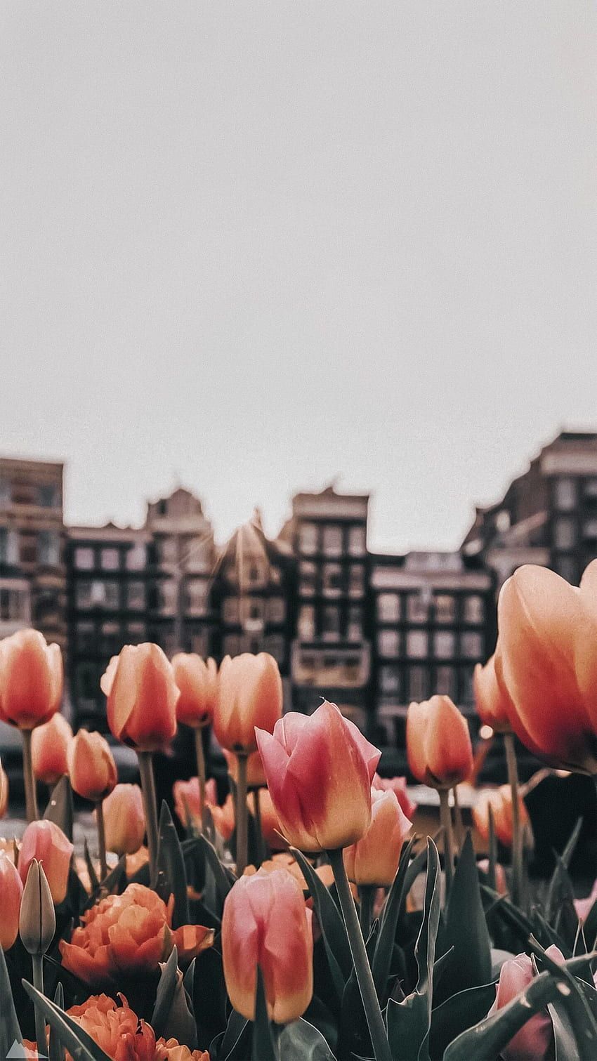 Tulpen, Amsterdam, Grachtenhäuser, Niederlande, Frühling, HD, iPhone-Hintergrundbild