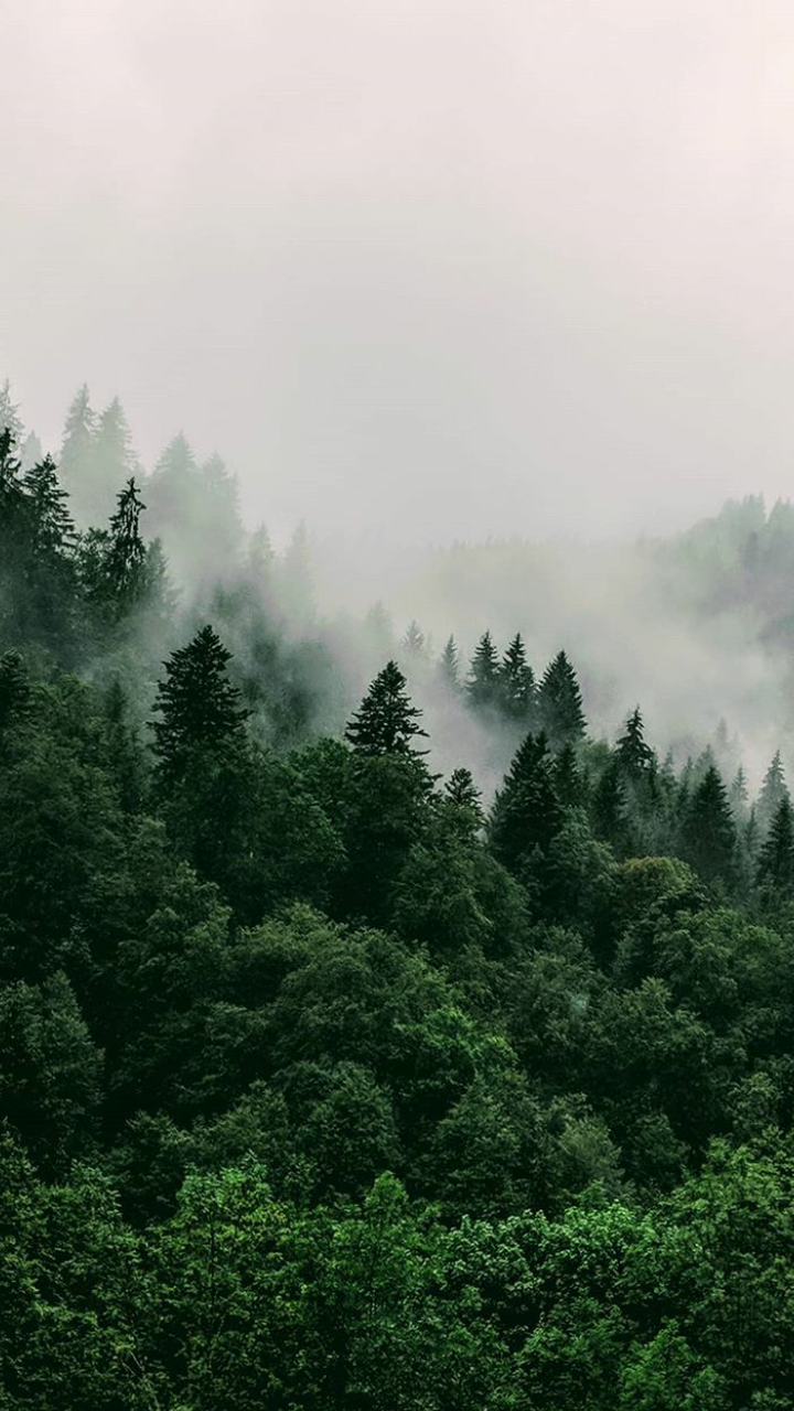 Nadelwald, Nebel, Berghang, Grün, HD, Sperrbildschirm fürs iPhone