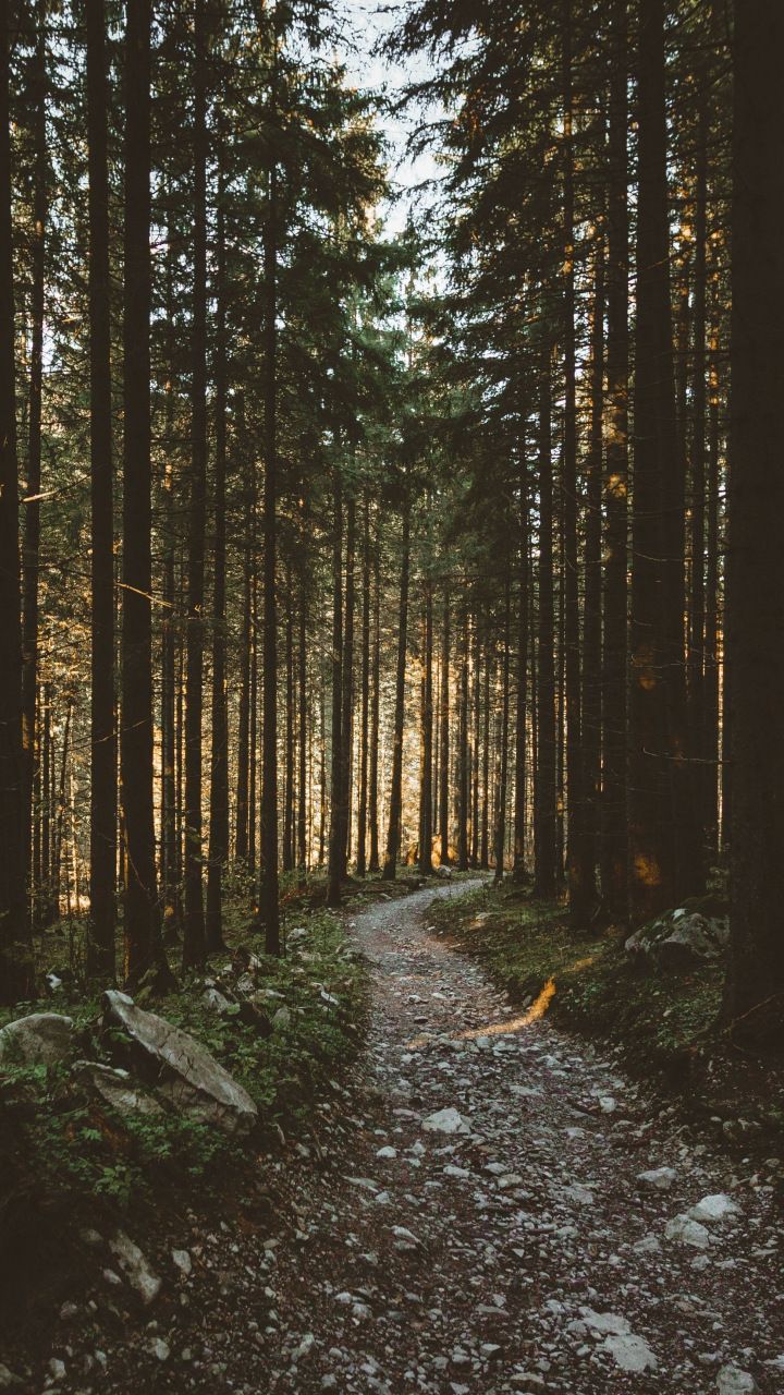 Kiefernwald, Waldweg, Gegenlicht, Hohe Stämme, Hintergrundbild für iPhone und Android
