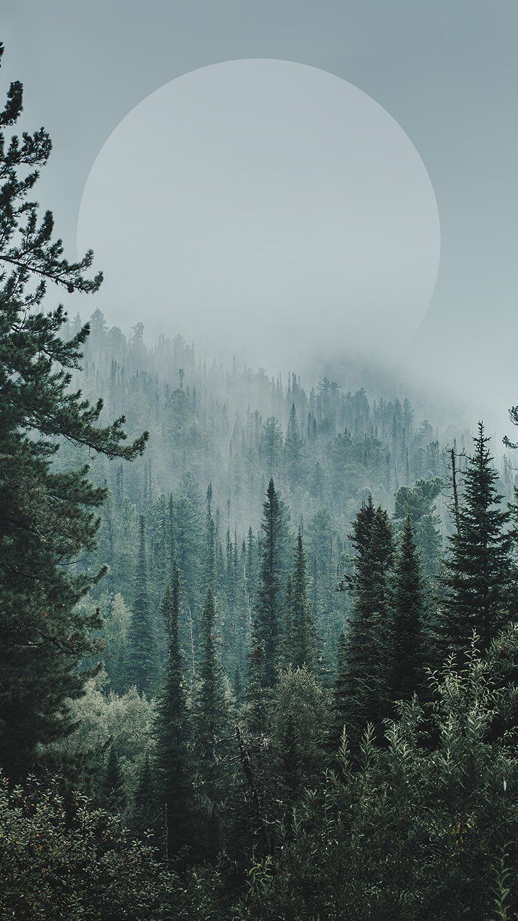 Nadelwald, Nebel, Mond, Grau, Düster, Hochformat, Hintergrundbild fürs Smartphone