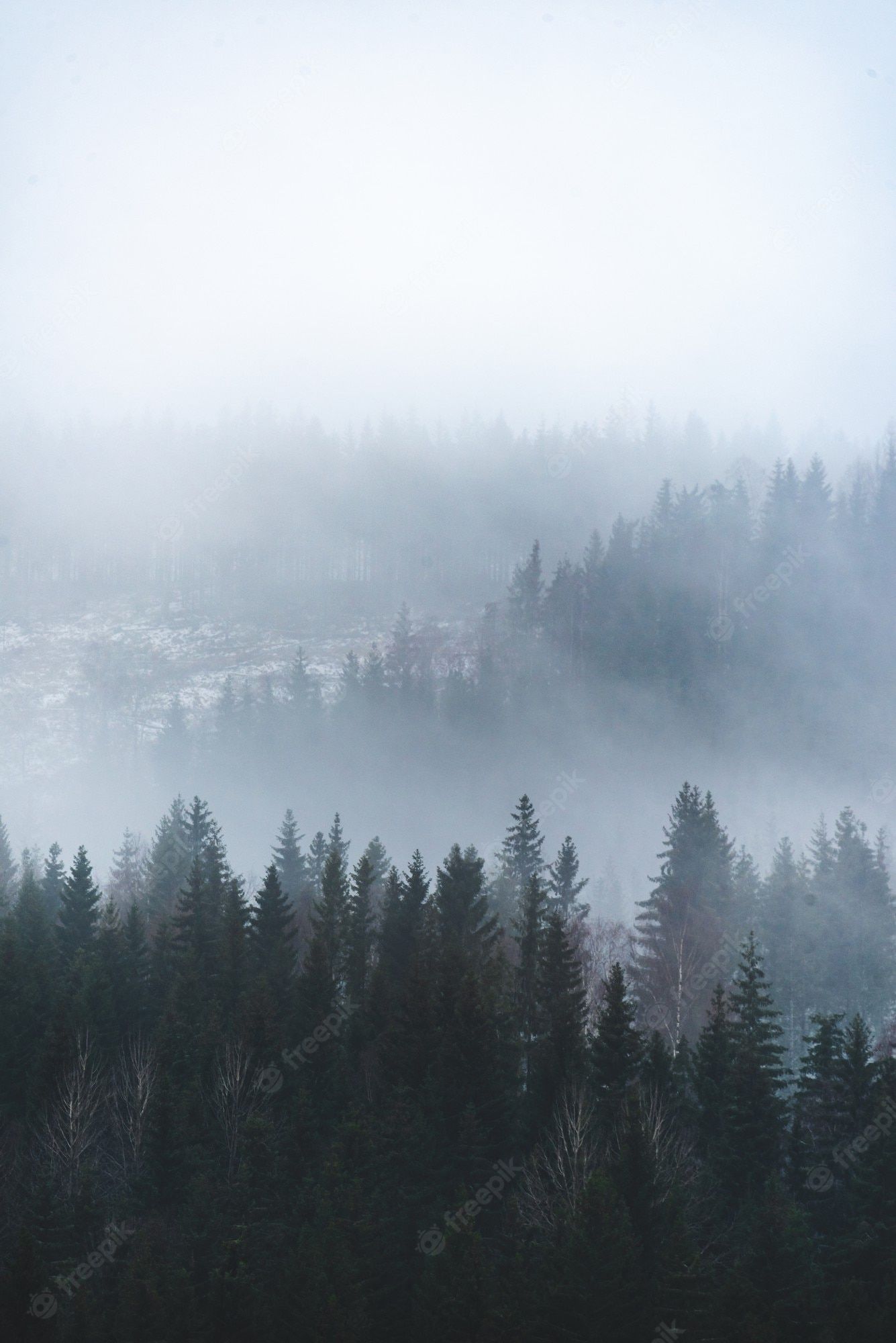 Tannenwald, Nebel, Winter, Bergtal, Hintergrundbild für iPad und Tablet