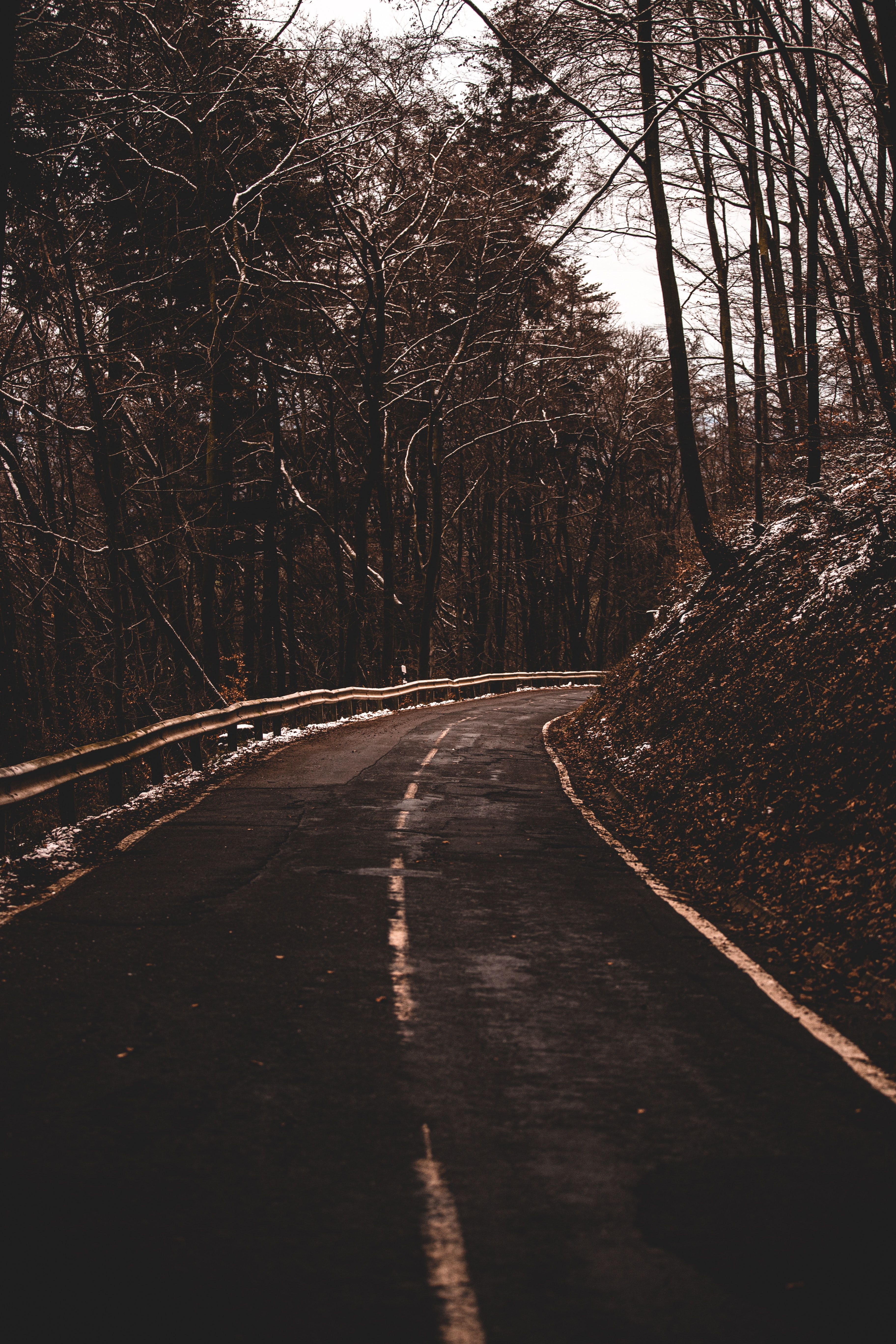 Waldstraße, Kurve, Kahle Bäume, Herbst, Düster, QHD+, Handy-Hintergrund im Hochformat