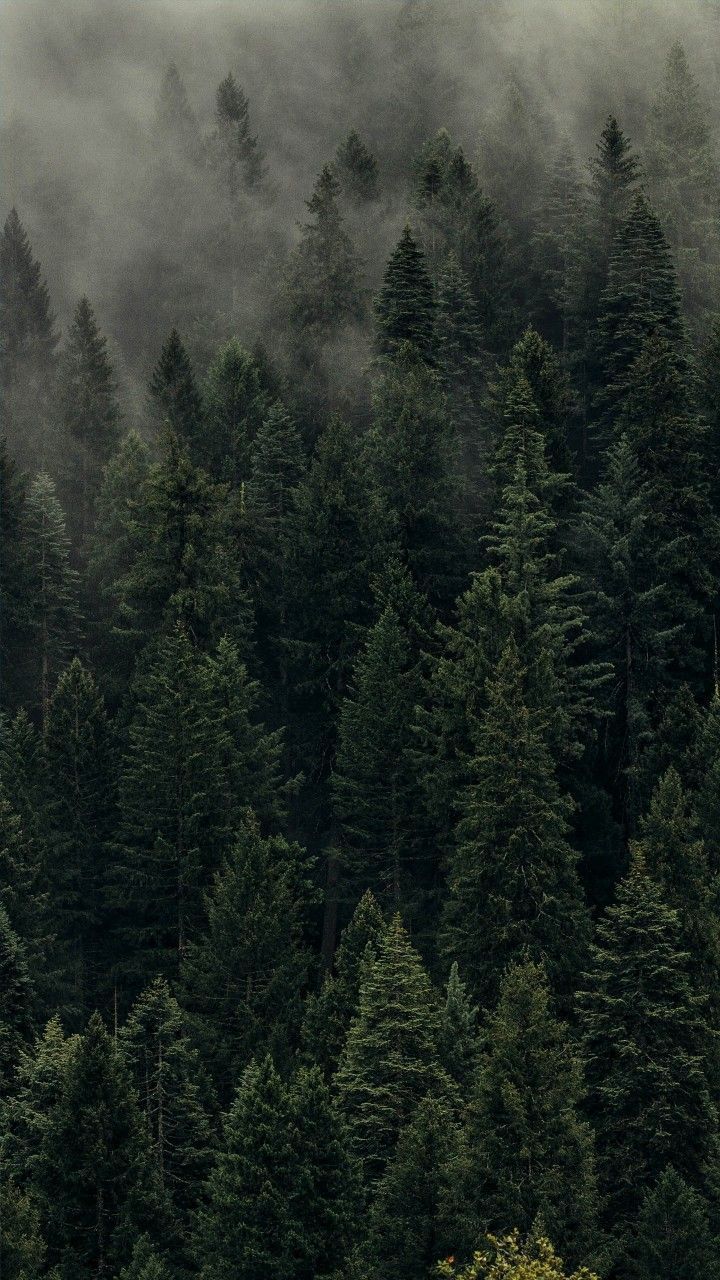 Nadelwald, Nebel, Dunkelgrün, Bergwald, Hochformat, Hintergrundbild fürs Smartphone