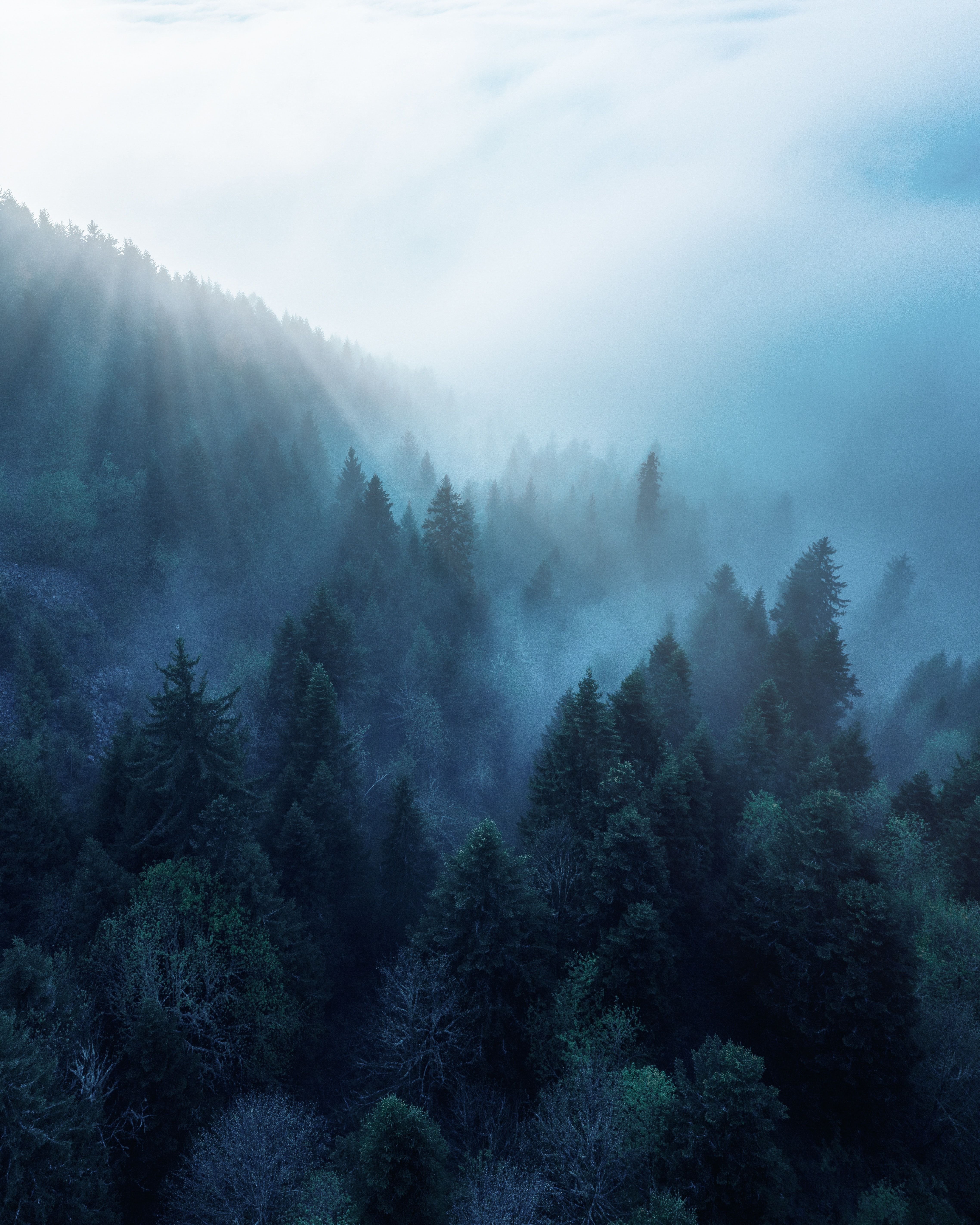 Bergwald, Nebel, Blau, Morgendunst, QHD+, iPad-Hintergrundbild