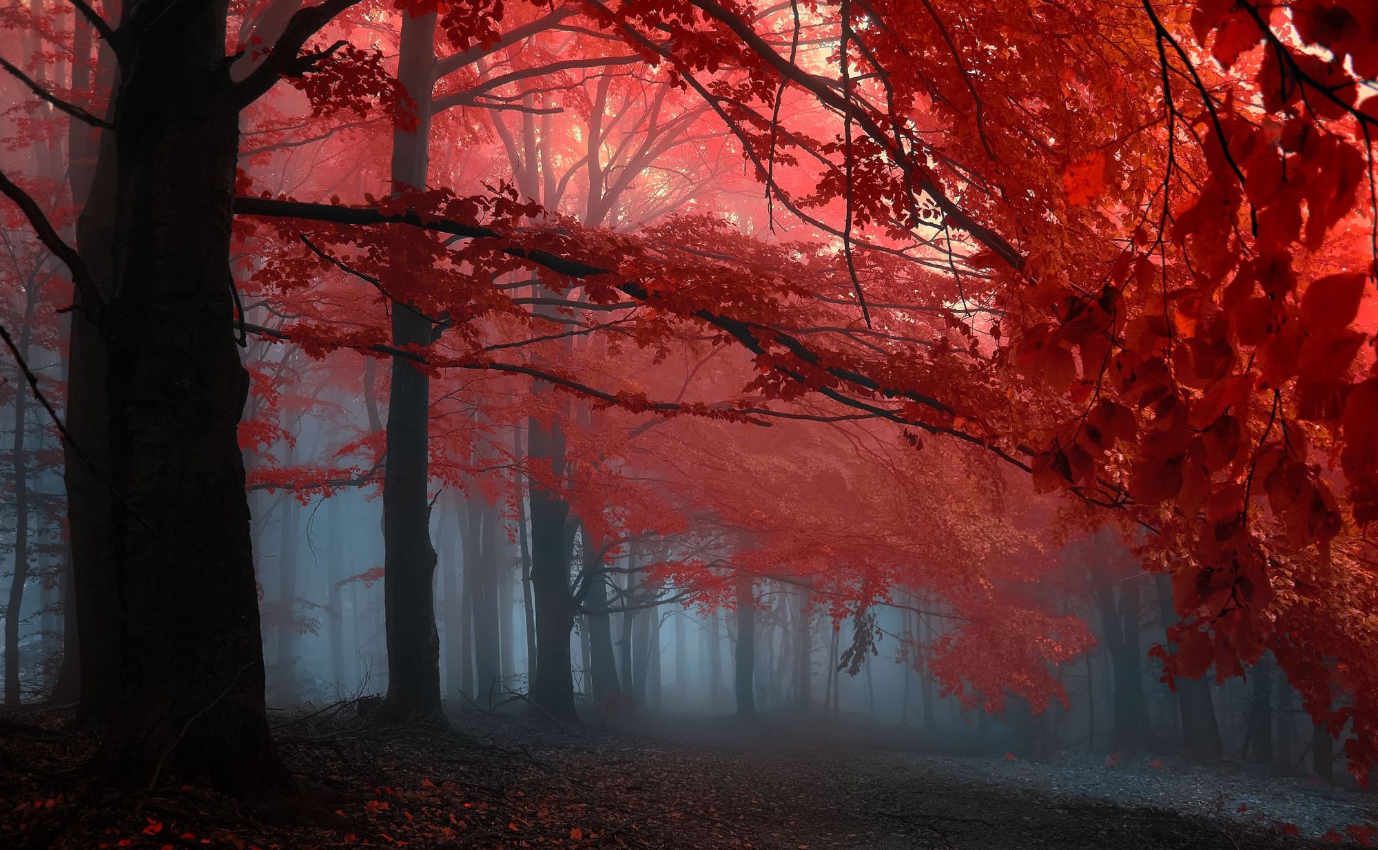 Roter Ahorn, Herbstwald, Nebel, Rotes Laub, Mystisch, Full HD, Desktop-Hintergrund für Windows