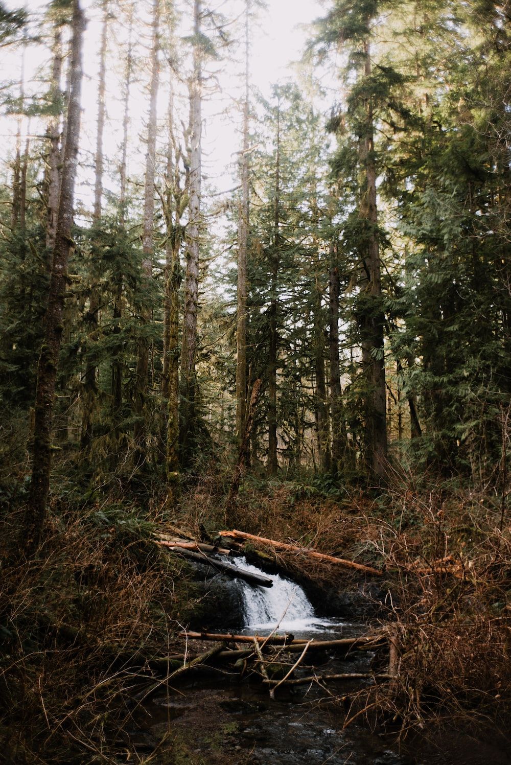 Bach, Wasserfall, Urwald, Moos, HD, iPad-Hintergrundbild