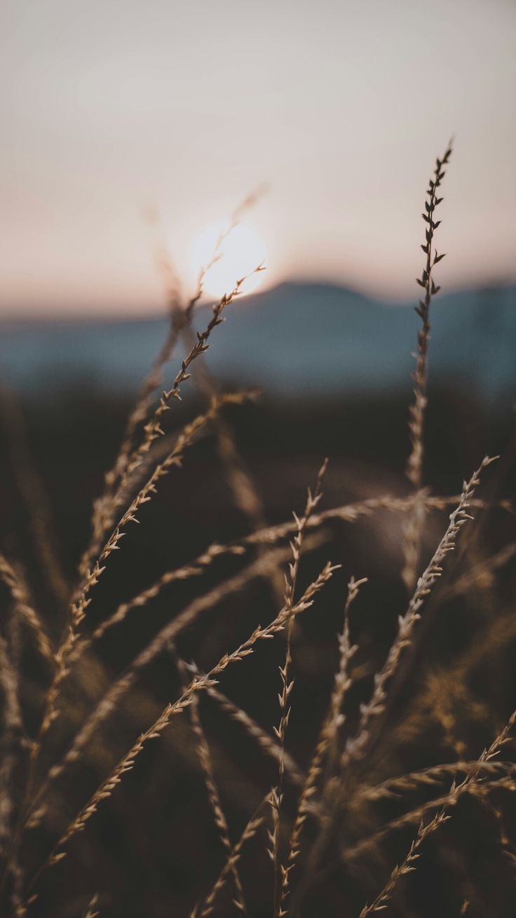 Gräser, Gegenlicht, Bokeh, Abendlicht, Nahaufnahme, HD, Handy-Hintergrund im Hochformat