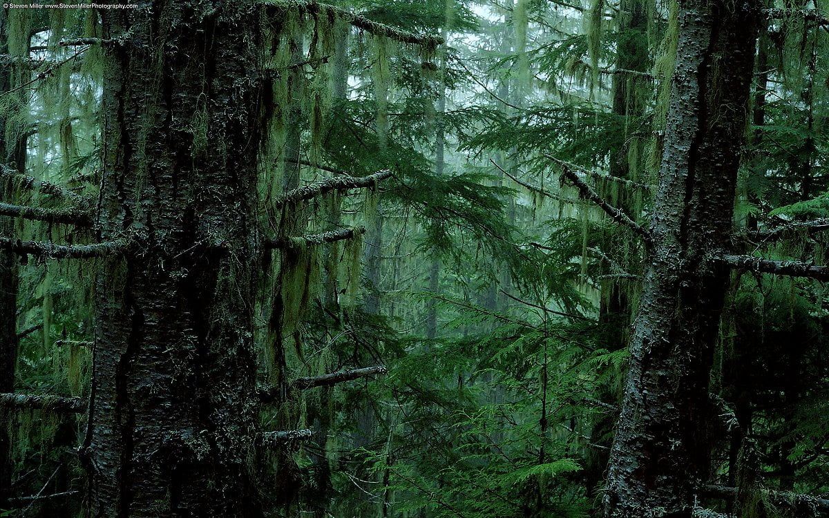 Regenwald, Moos, Baumstämme, Grün, Urwald, Hintergrundbild