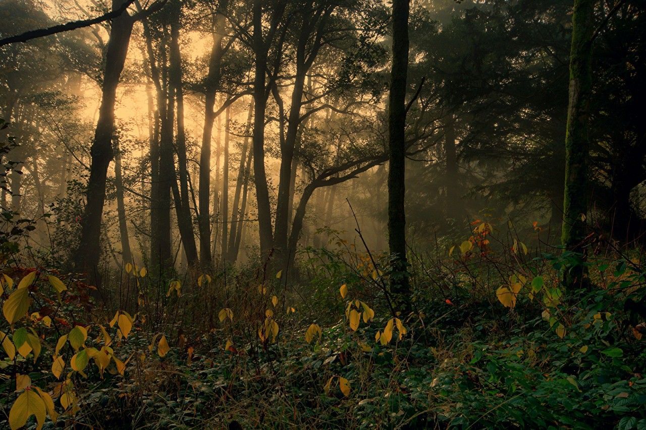 Laubwald, Nebel, Gegenlicht, Herbst, Goldenes Licht, HD, Hintergrundbild für den PC