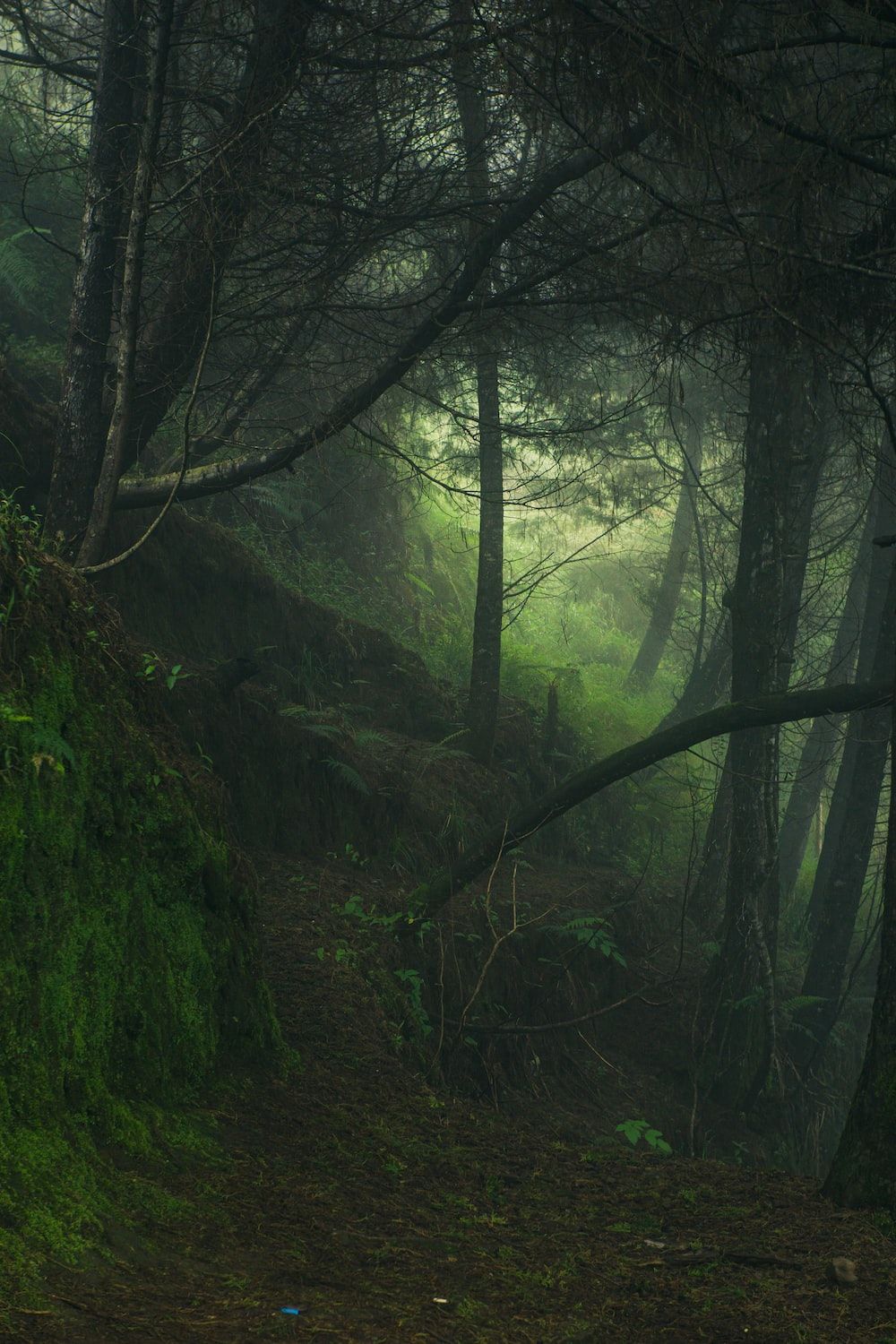 Dichter Wald, Grün, Dunkel, Lichtung, Hintergrundbild für iPhone und Android
