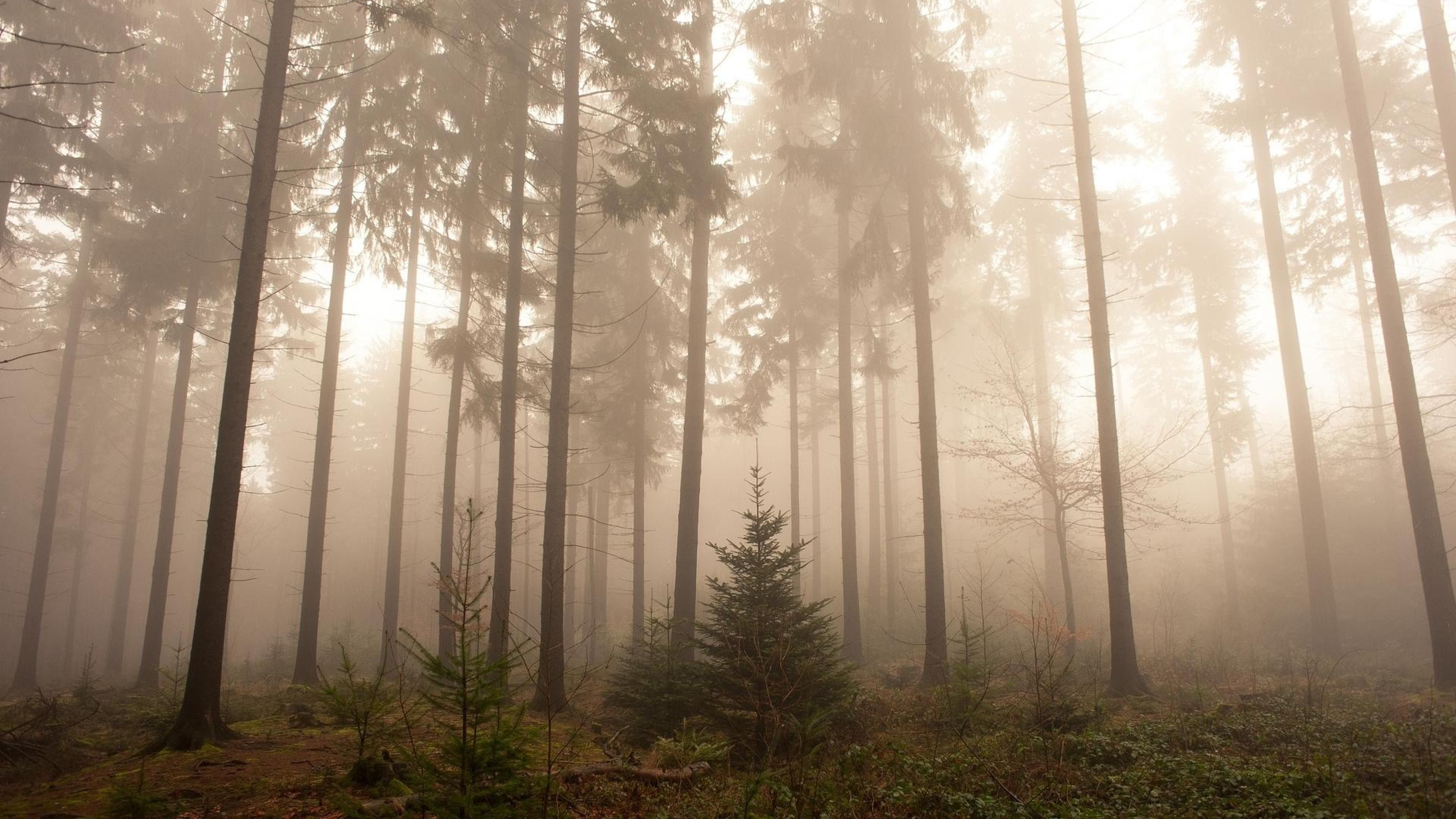 Kiefernwald, Nebel, Morgenlicht, Beige, Ruhe, 16:9, 4K-Hintergrundbild für den Desktop